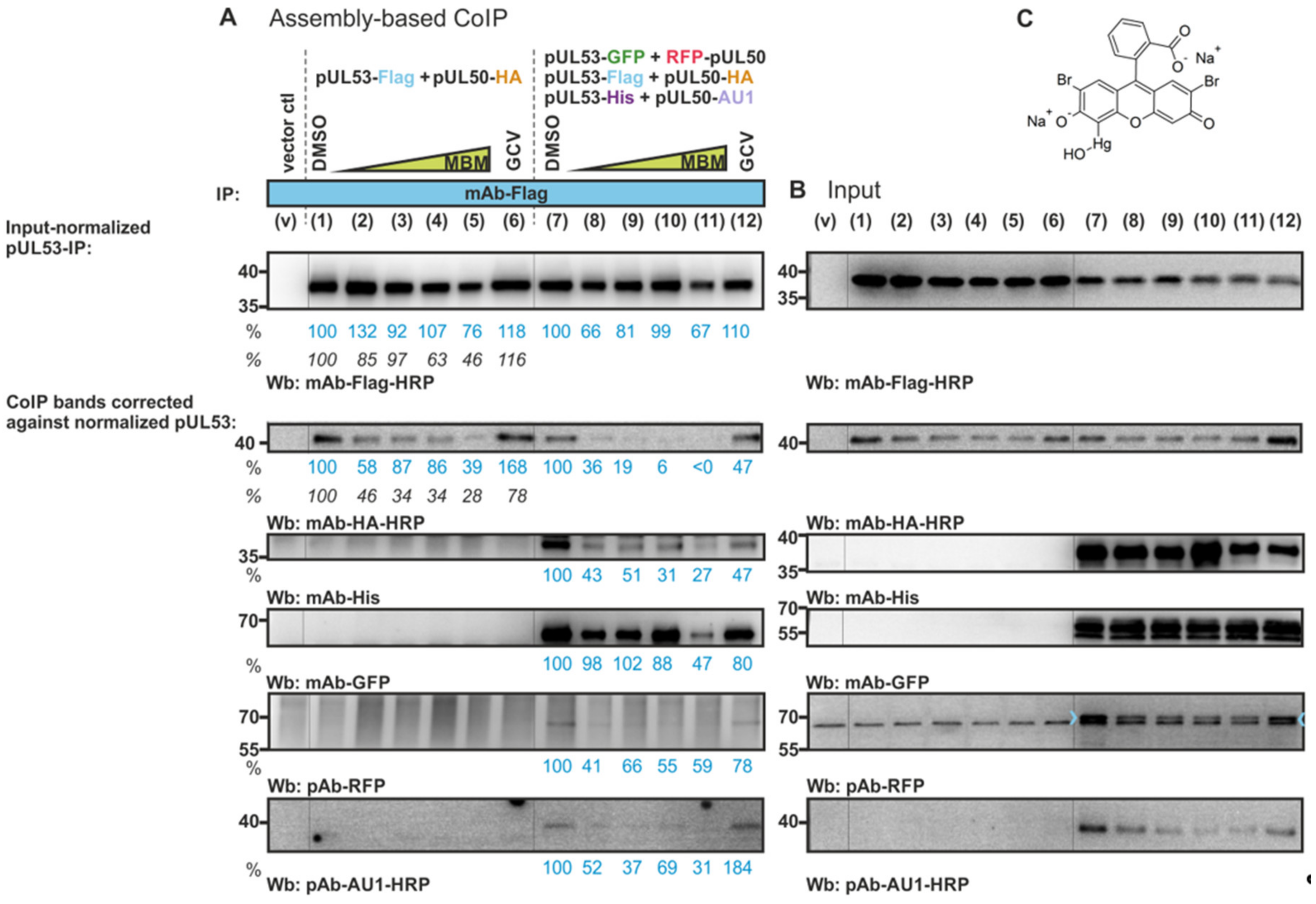 Viruses 13 00462 g007