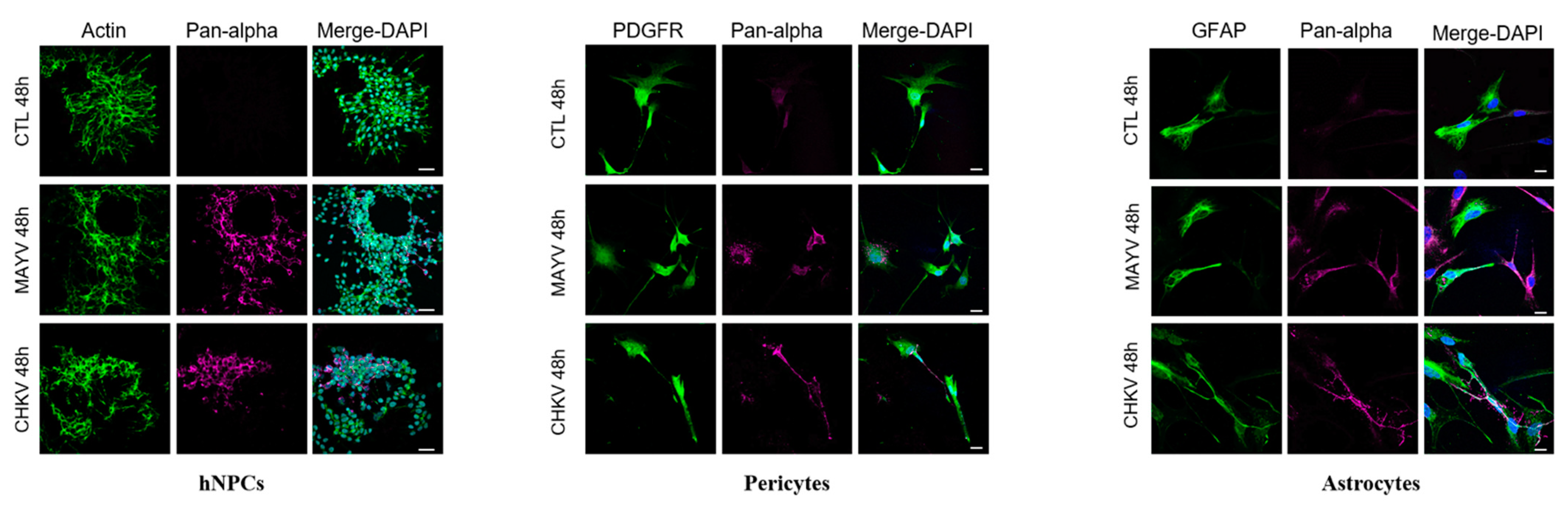 Viruses 13 00465 g002