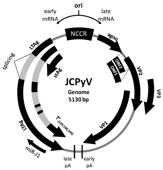 Viruses 13 00468 g001