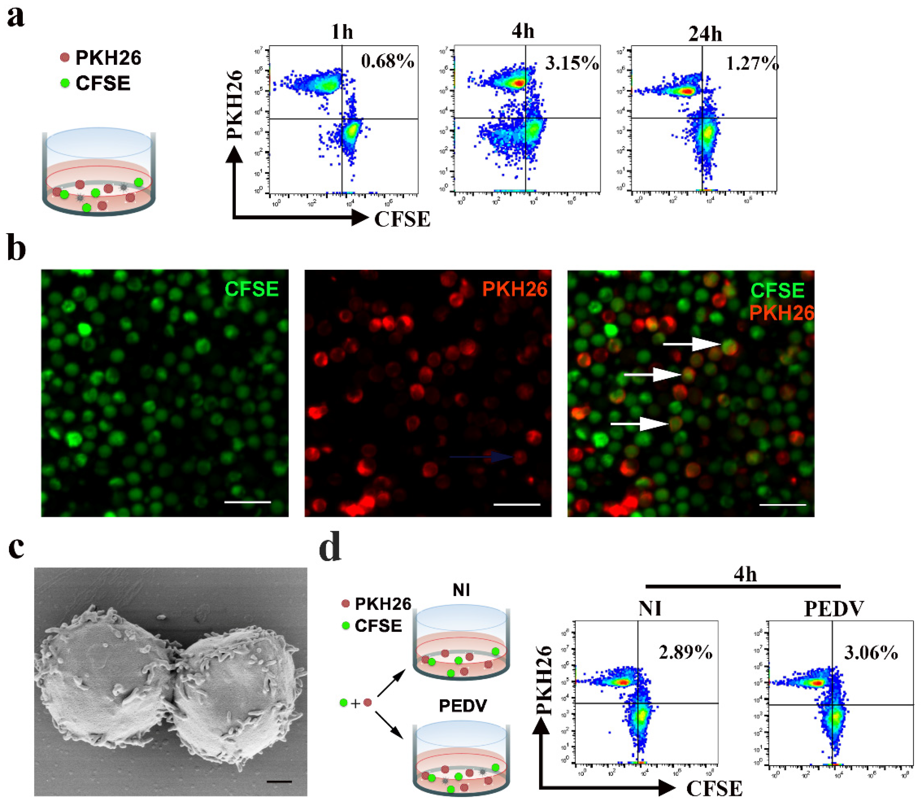 Viruses 13 00469 g005