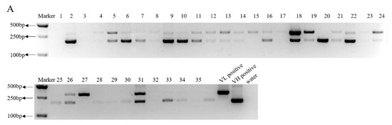 Viruses 13 00472 g006a Viruses 13 00472 g006a