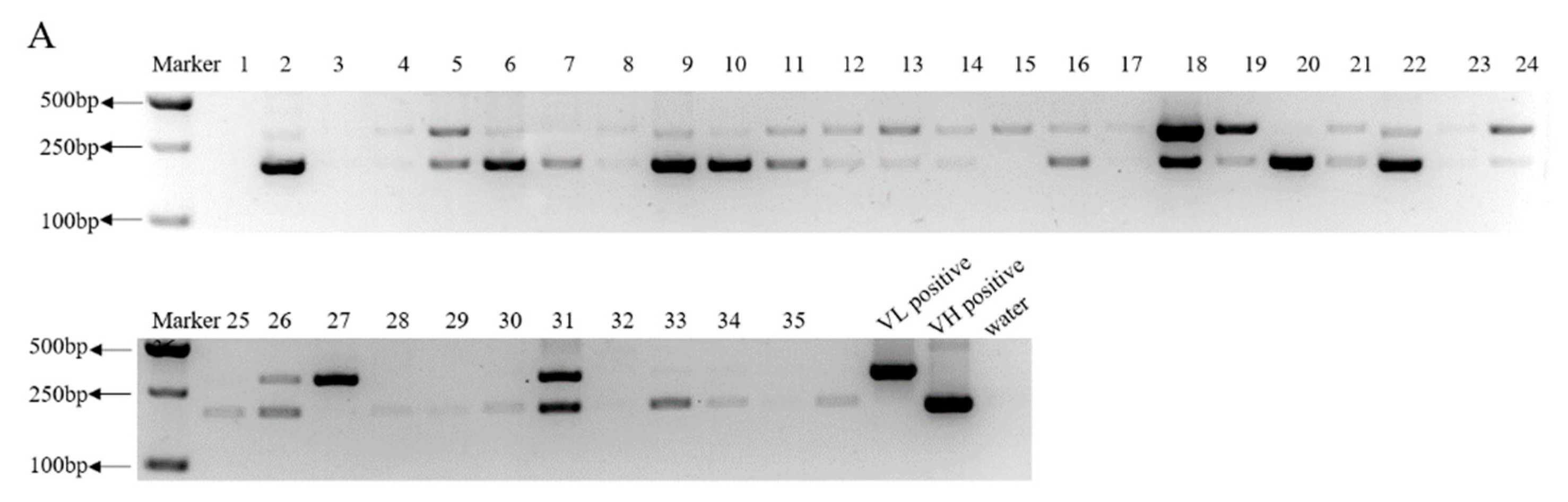 Viruses 13 00472 g006a Viruses 13 00472 g006a