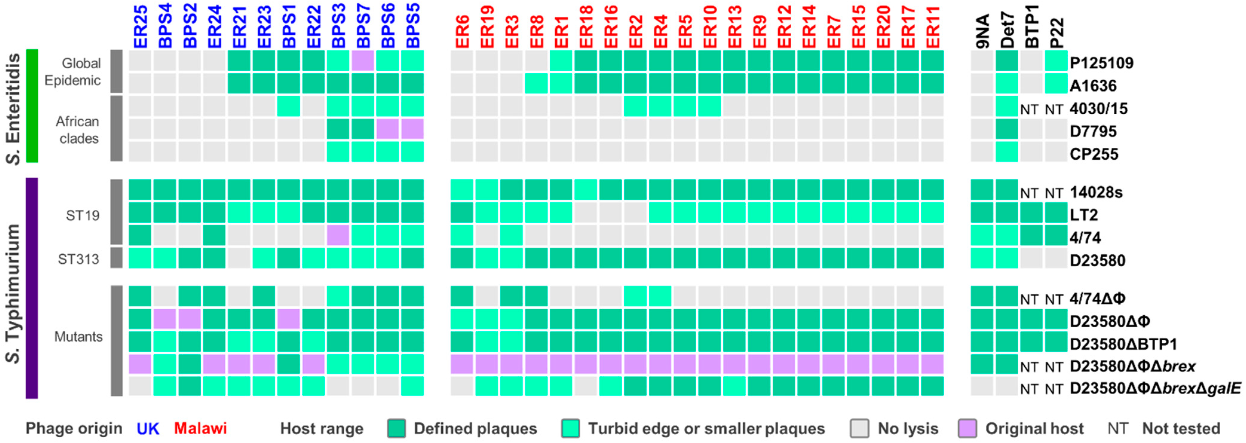 Viruses 13 00478 g001