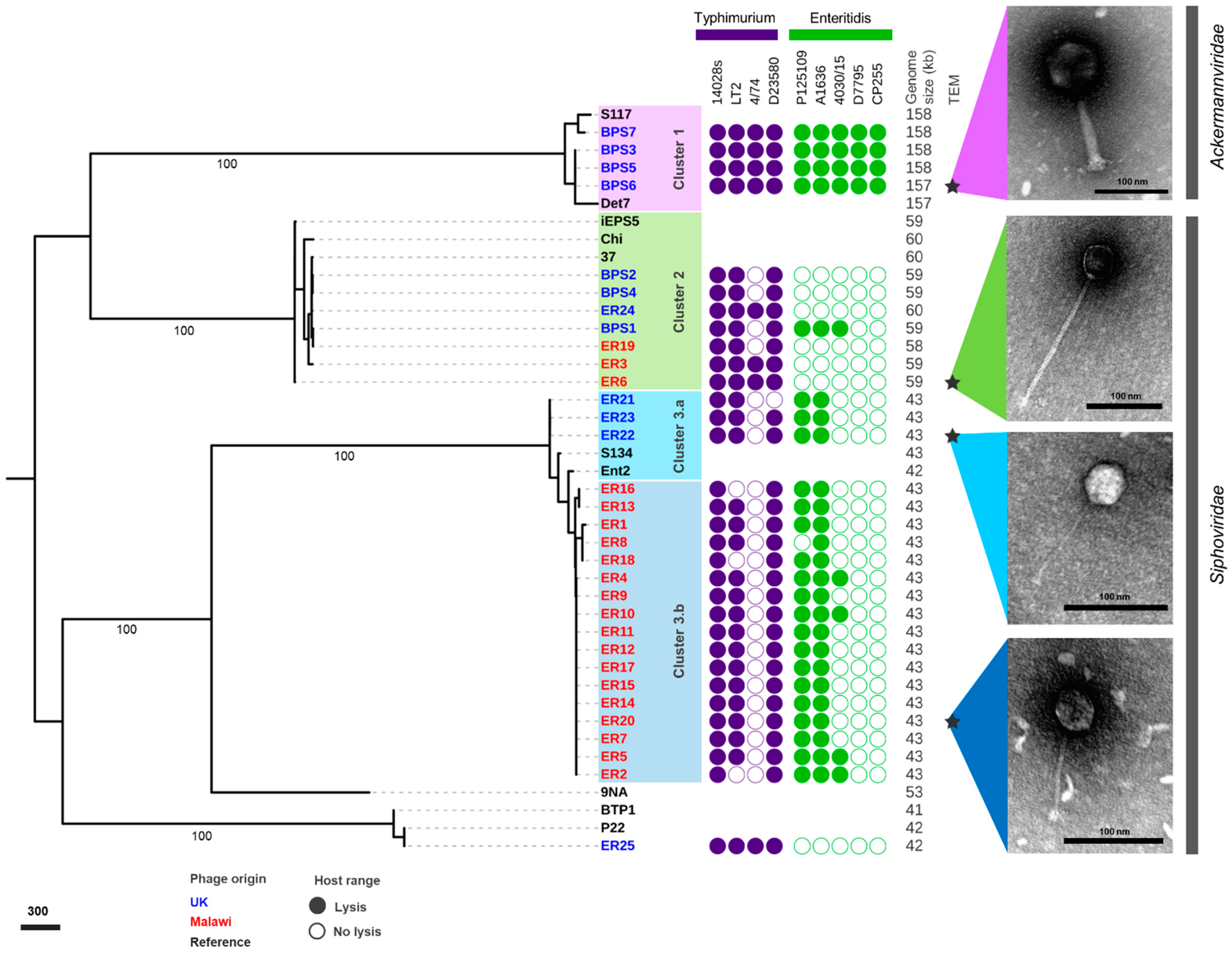 Viruses 13 00478 g002