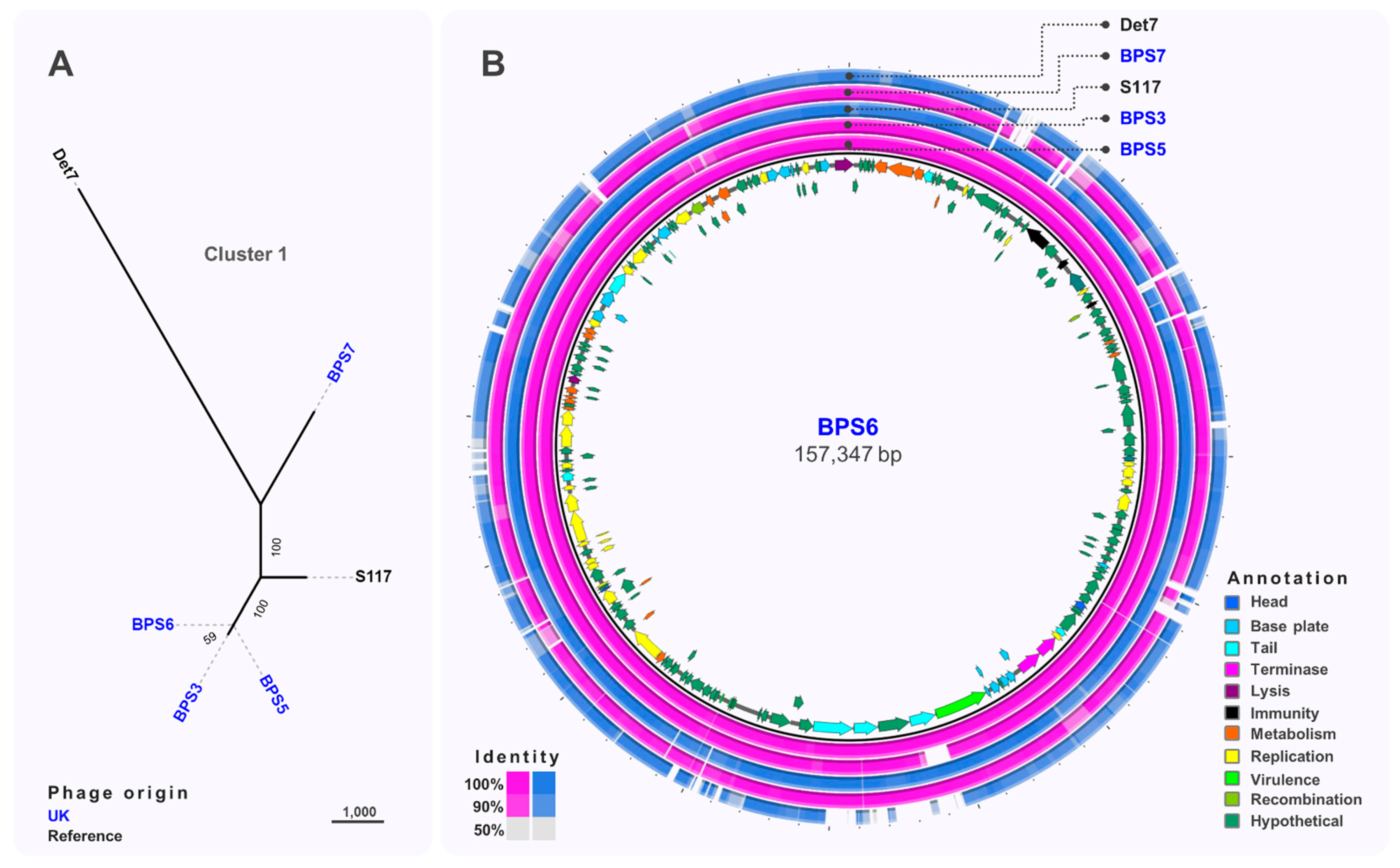 Viruses 13 00478 g003