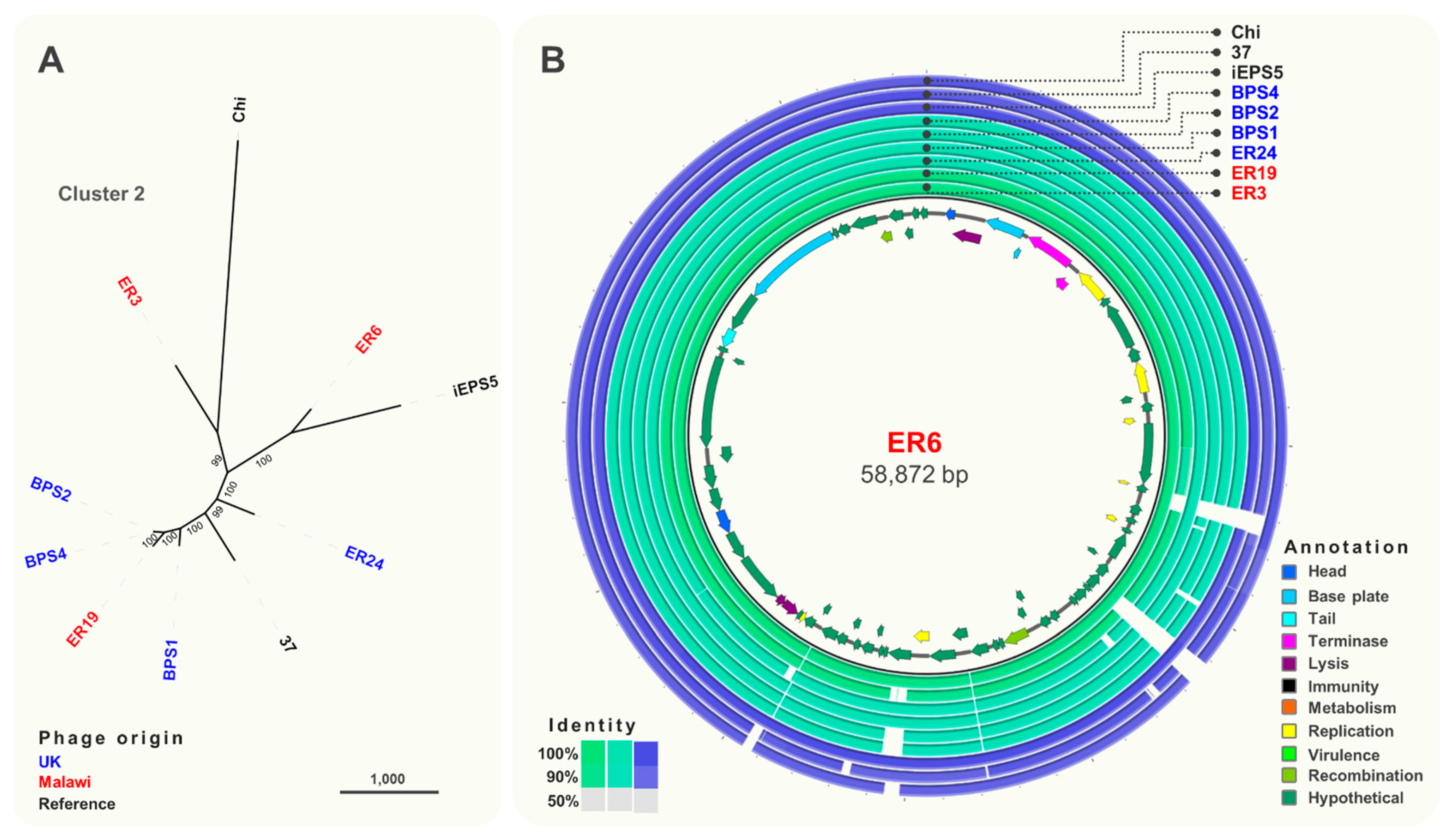 Viruses 13 00478 g004