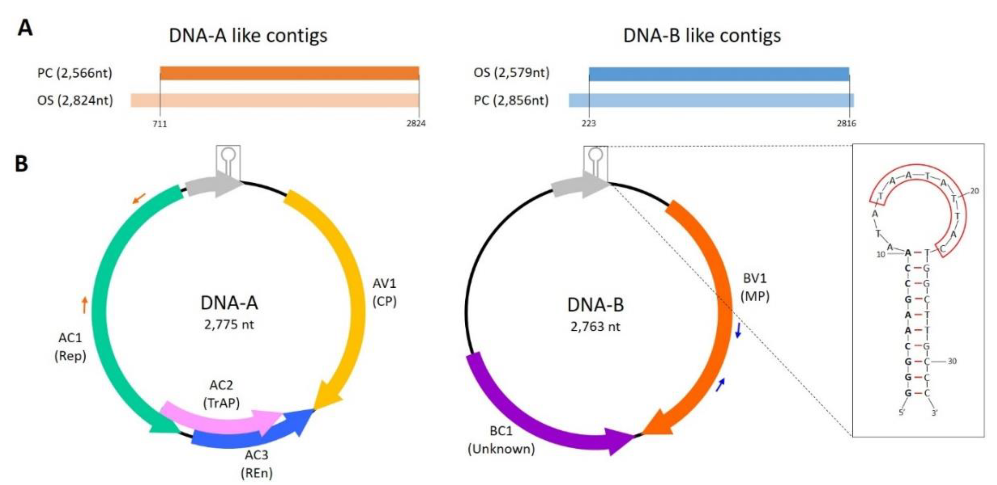 Viruses 13 00481 g001