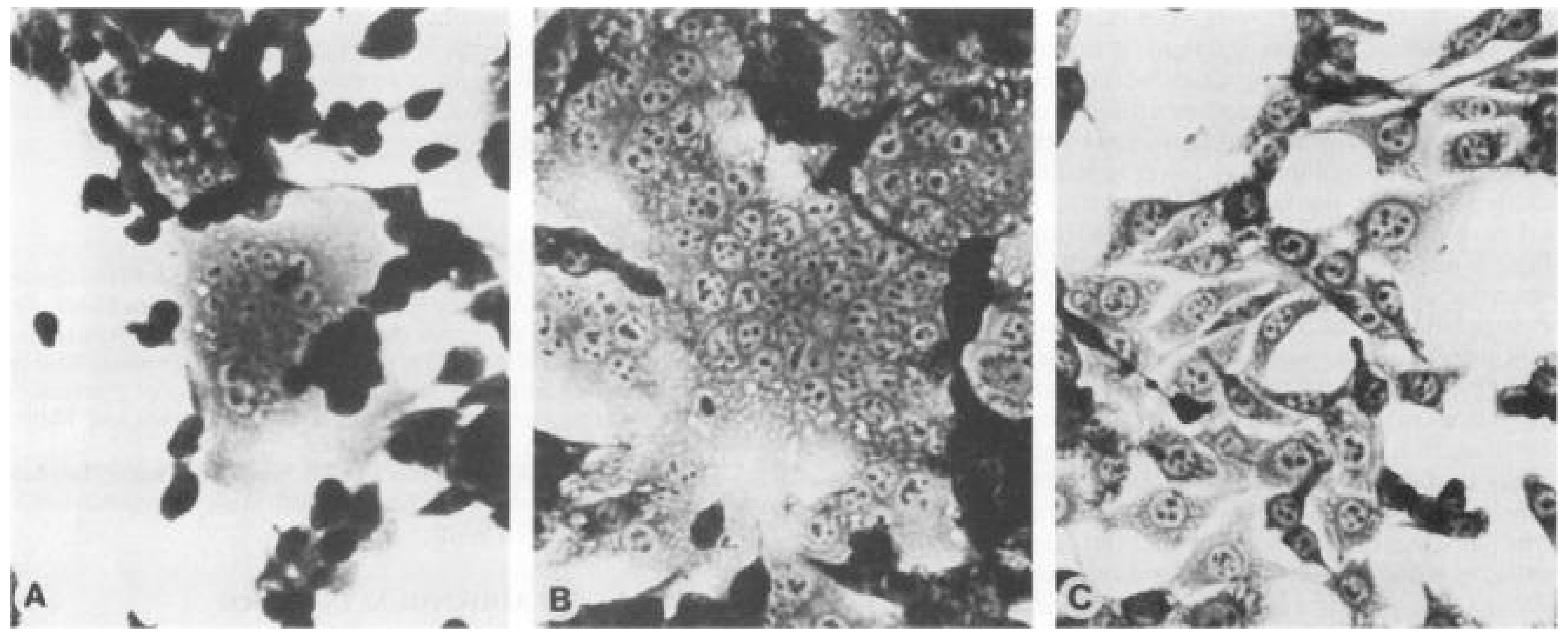 Viruses 13 00491 g001