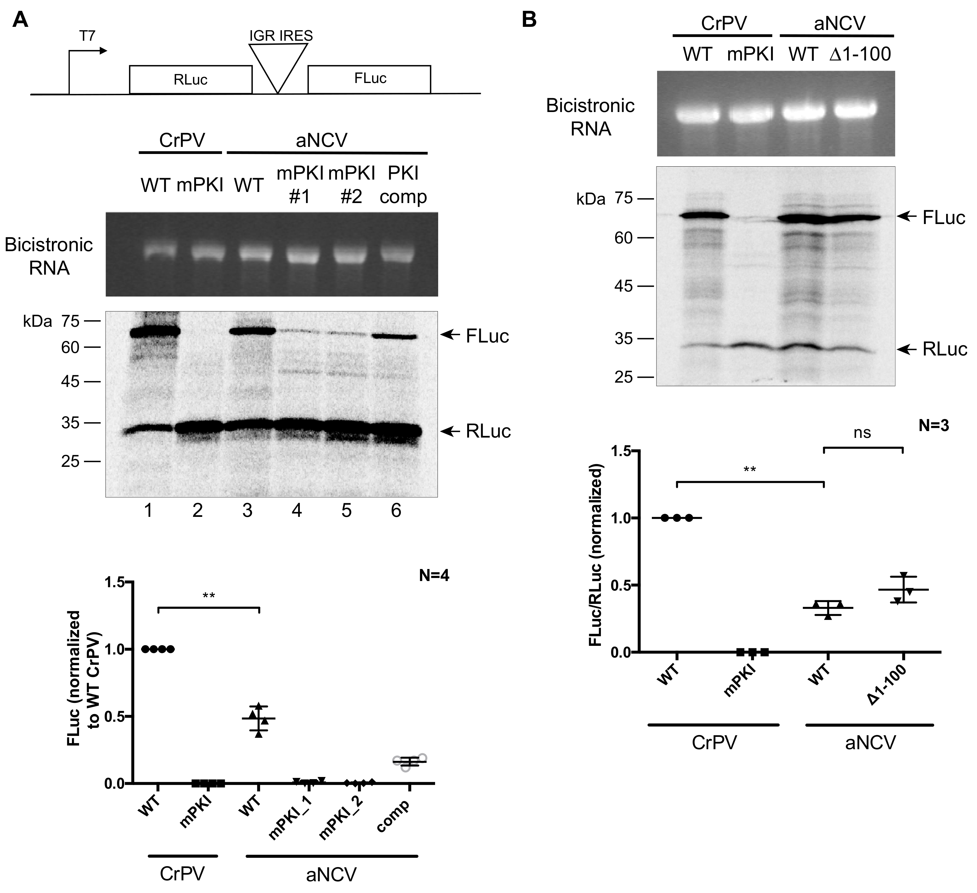 Viruses 13 00493 g005