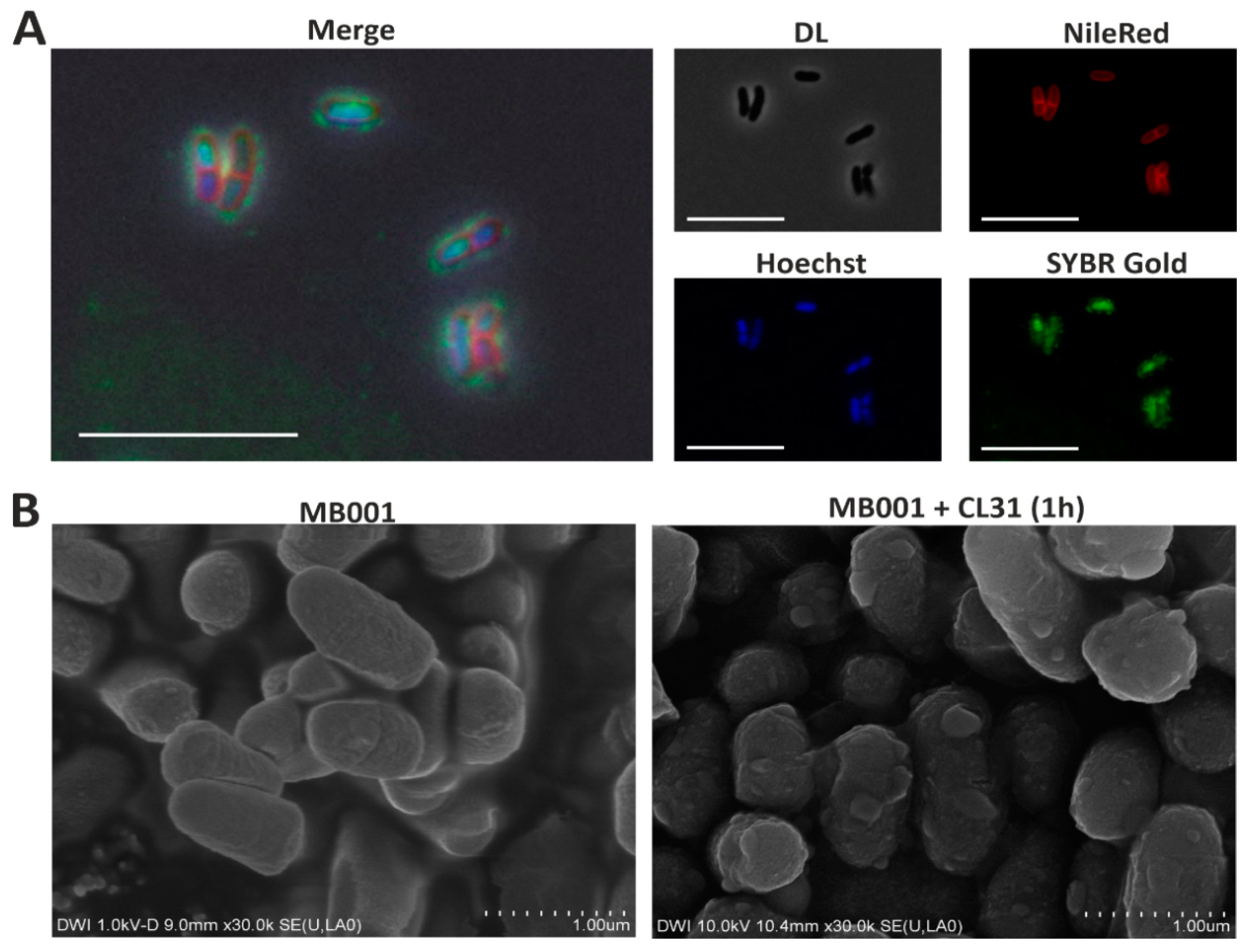 Viruses 13 00495 g003 Viruses 13 00495 g003