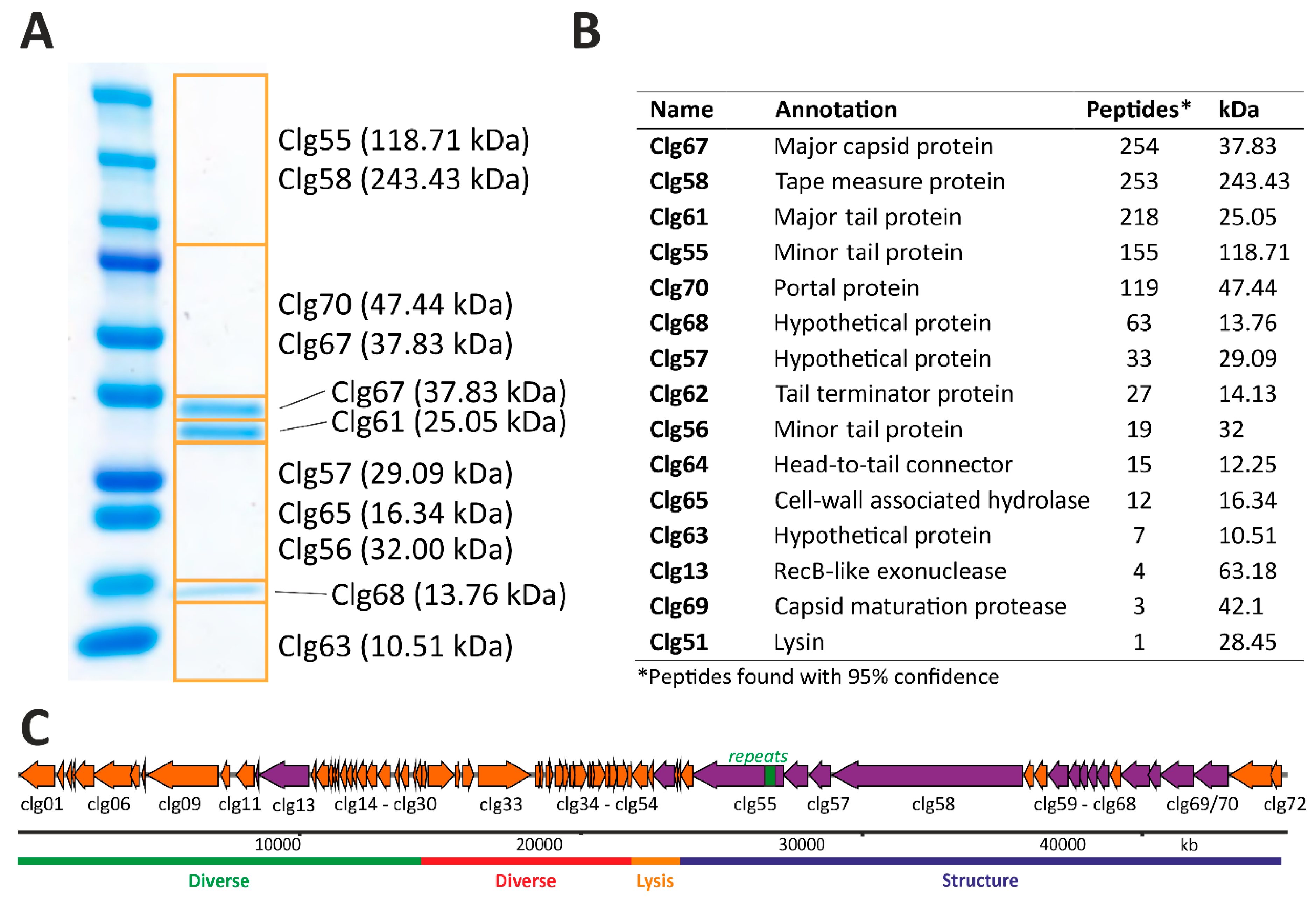 Viruses 13 00495 g005 Viruses 13 00495 g005
