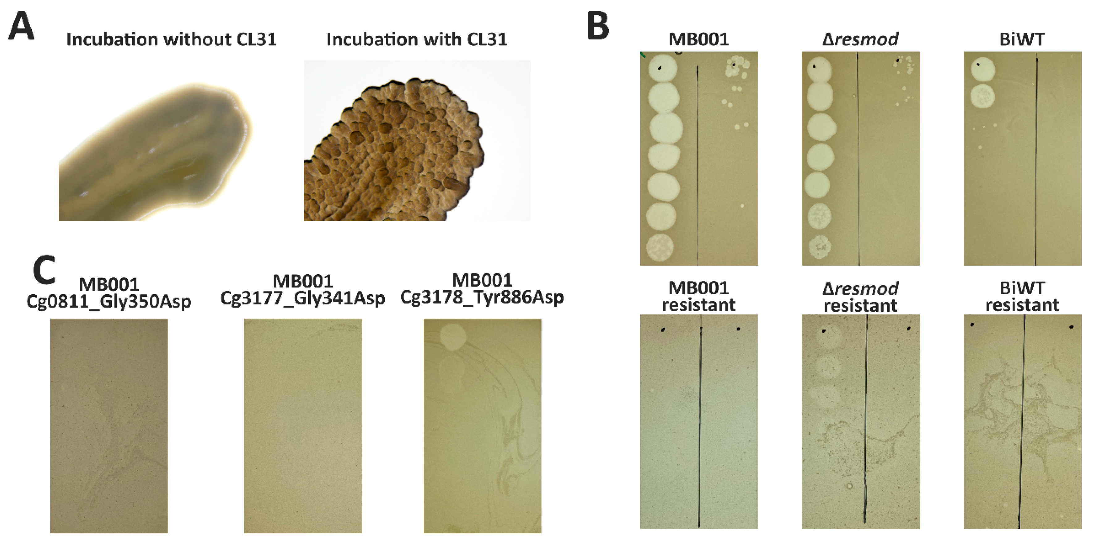 Viruses 13 00495 g006 Viruses 13 00495 g006
