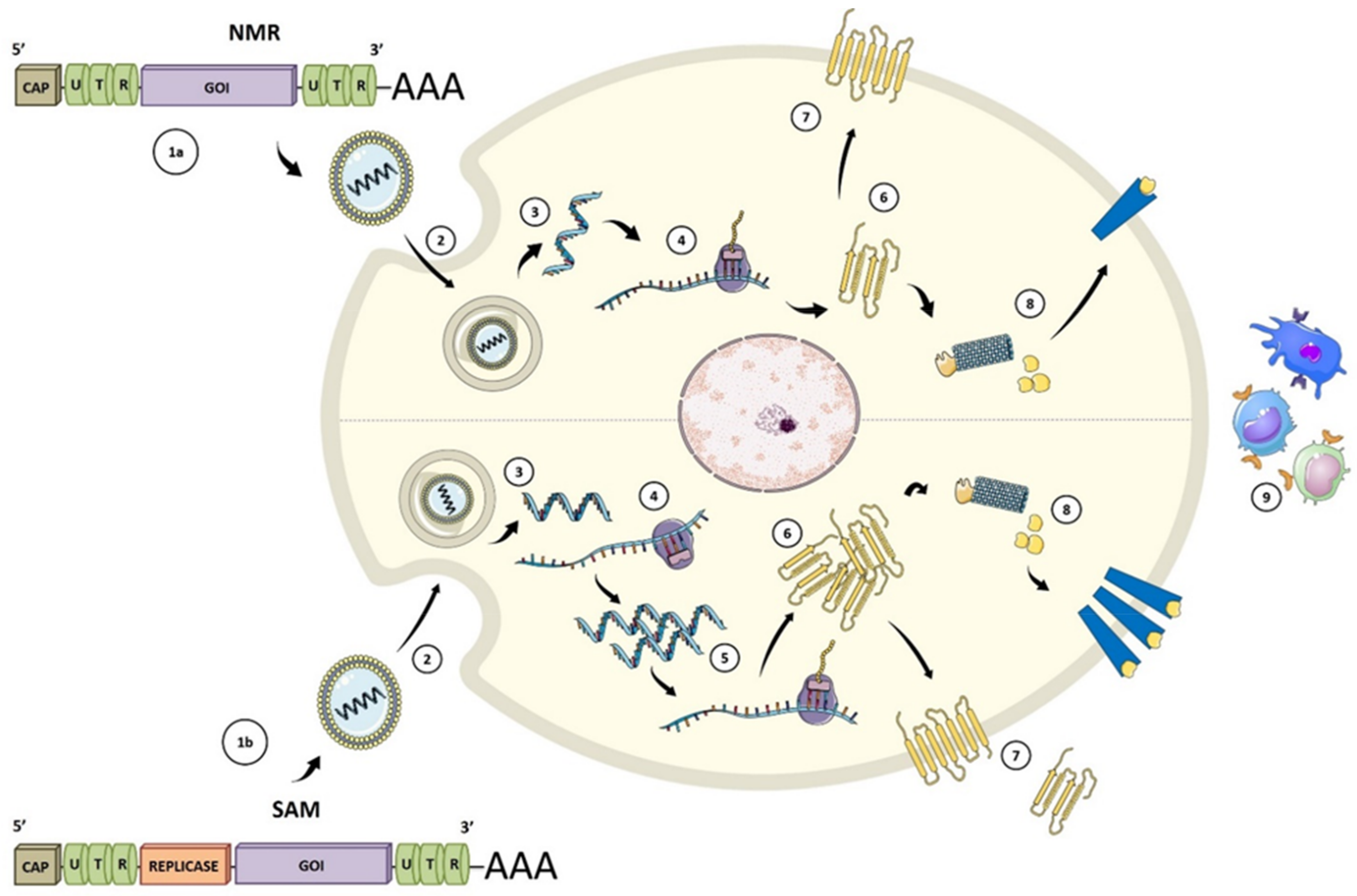 Viruses 13 00501 g002