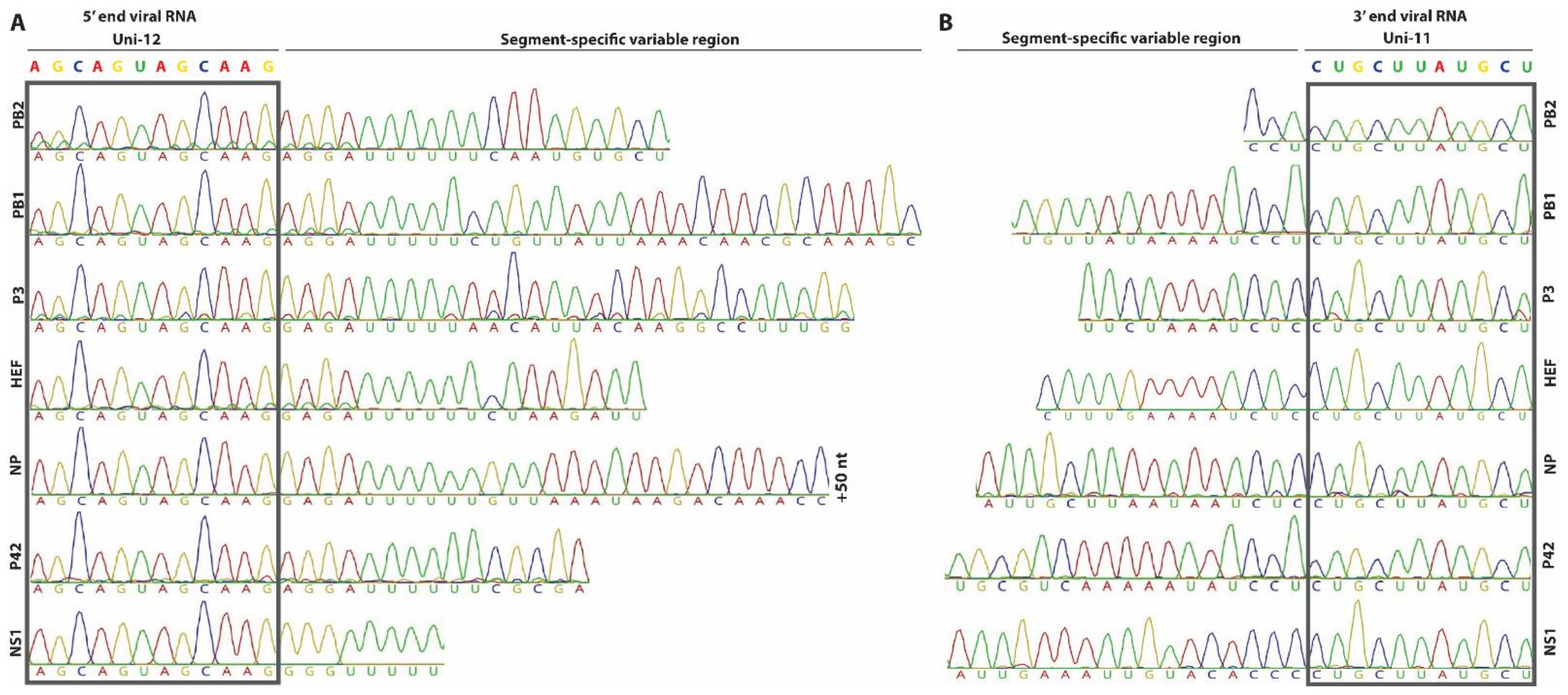 Viruses 13 00502 g001
