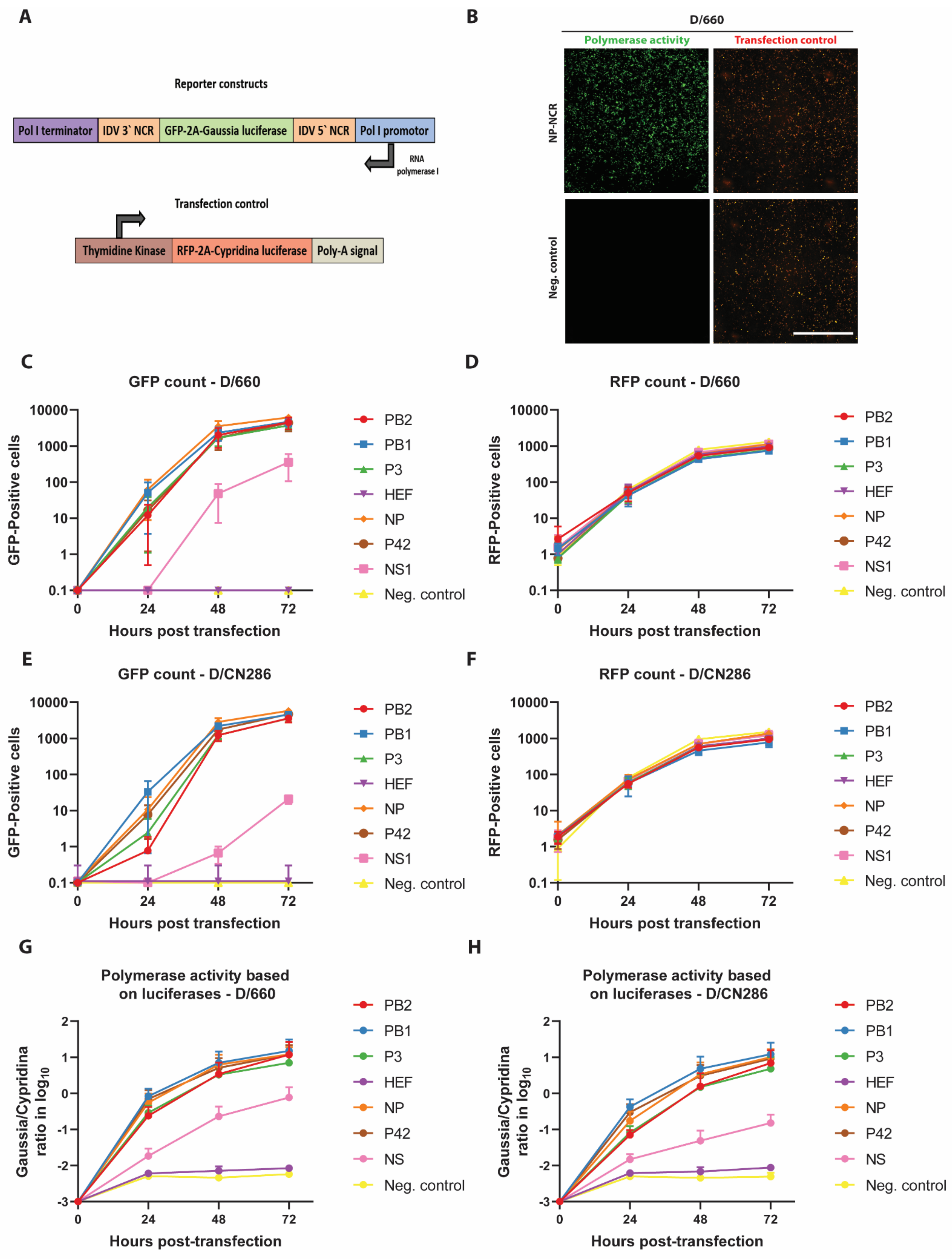 Viruses 13 00502 g002