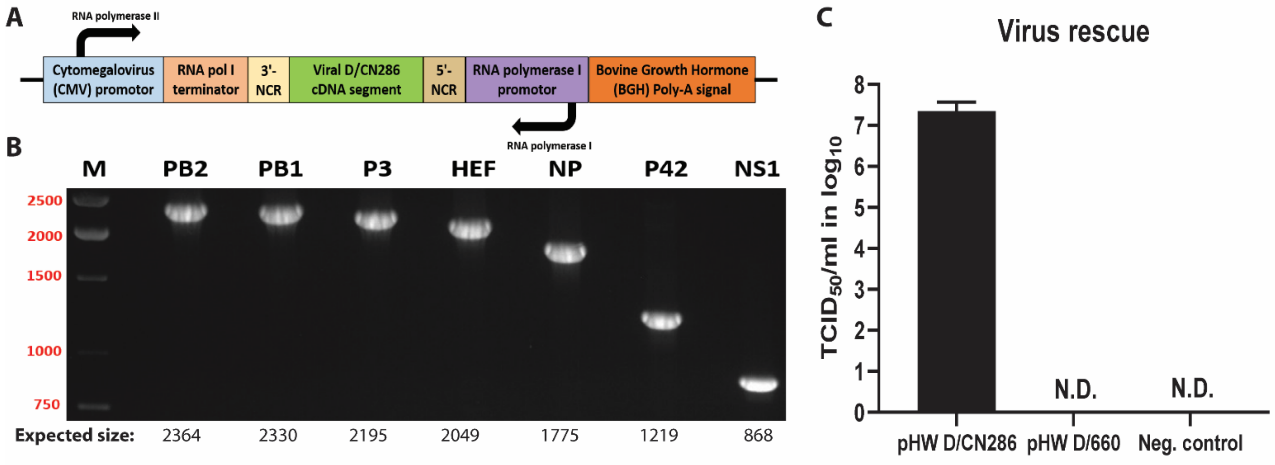 Viruses 13 00502 g003