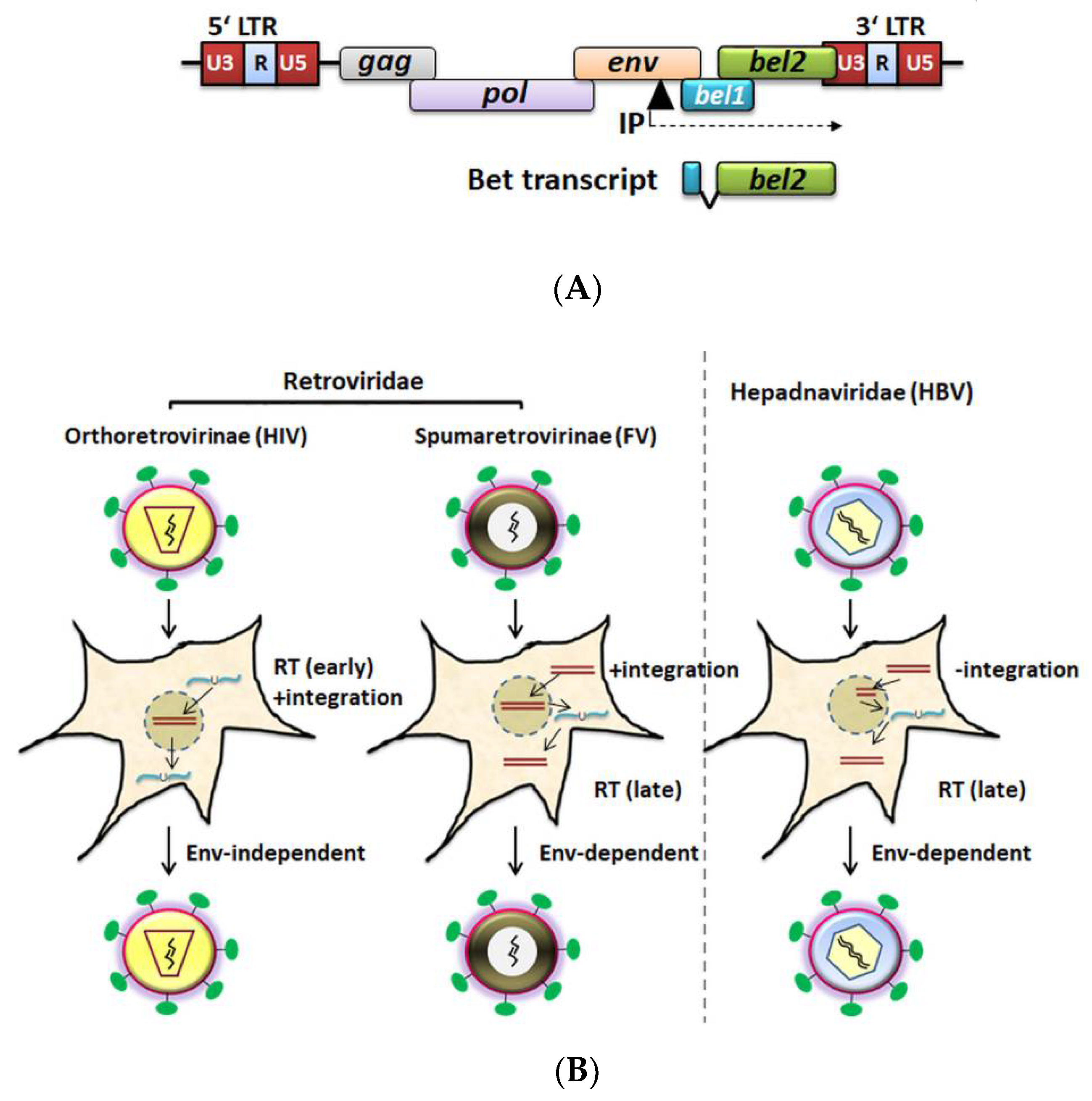 Viruses 13 00504 g001