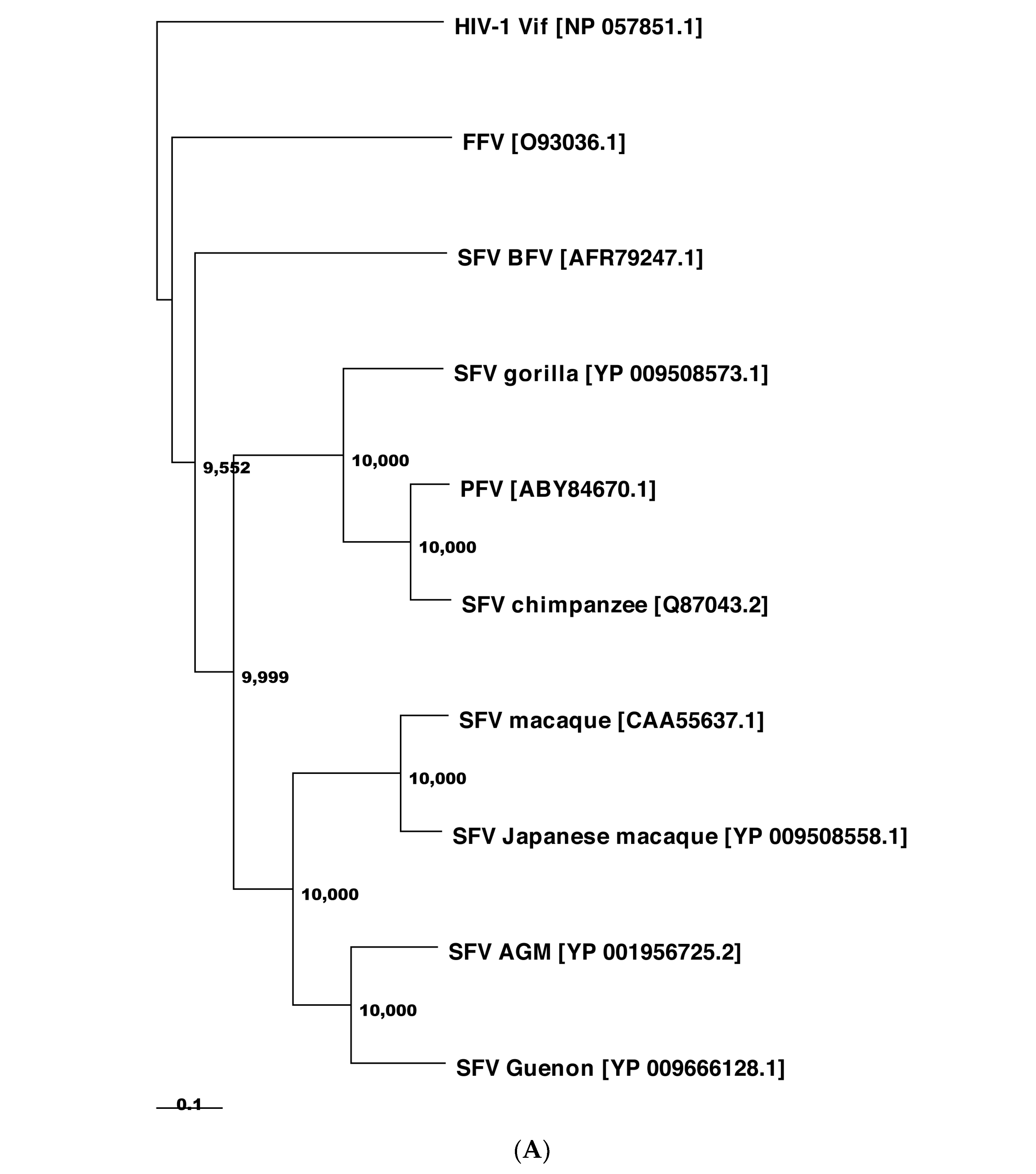 Viruses 13 00504 g002a