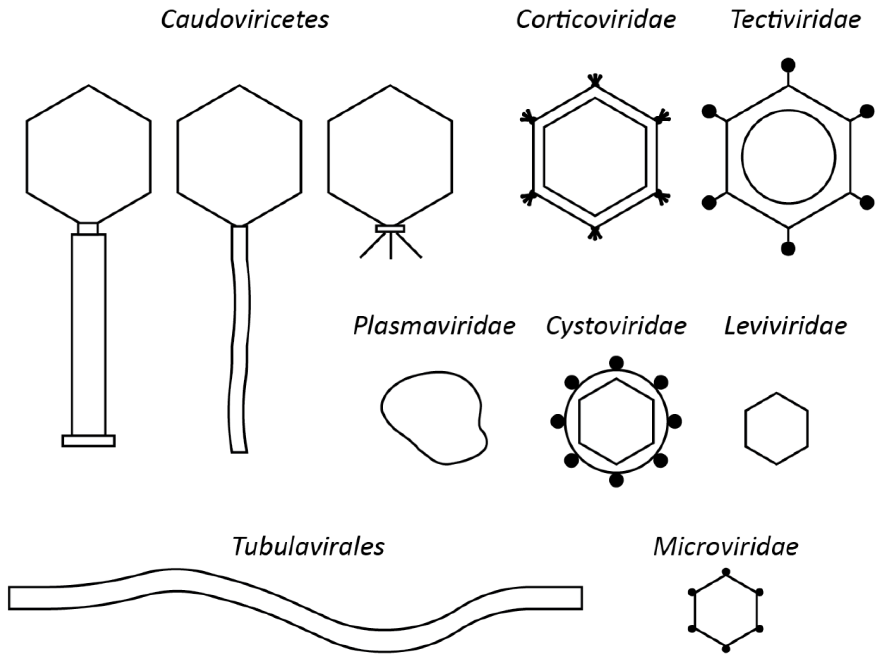 Viruses 13 00506 g001