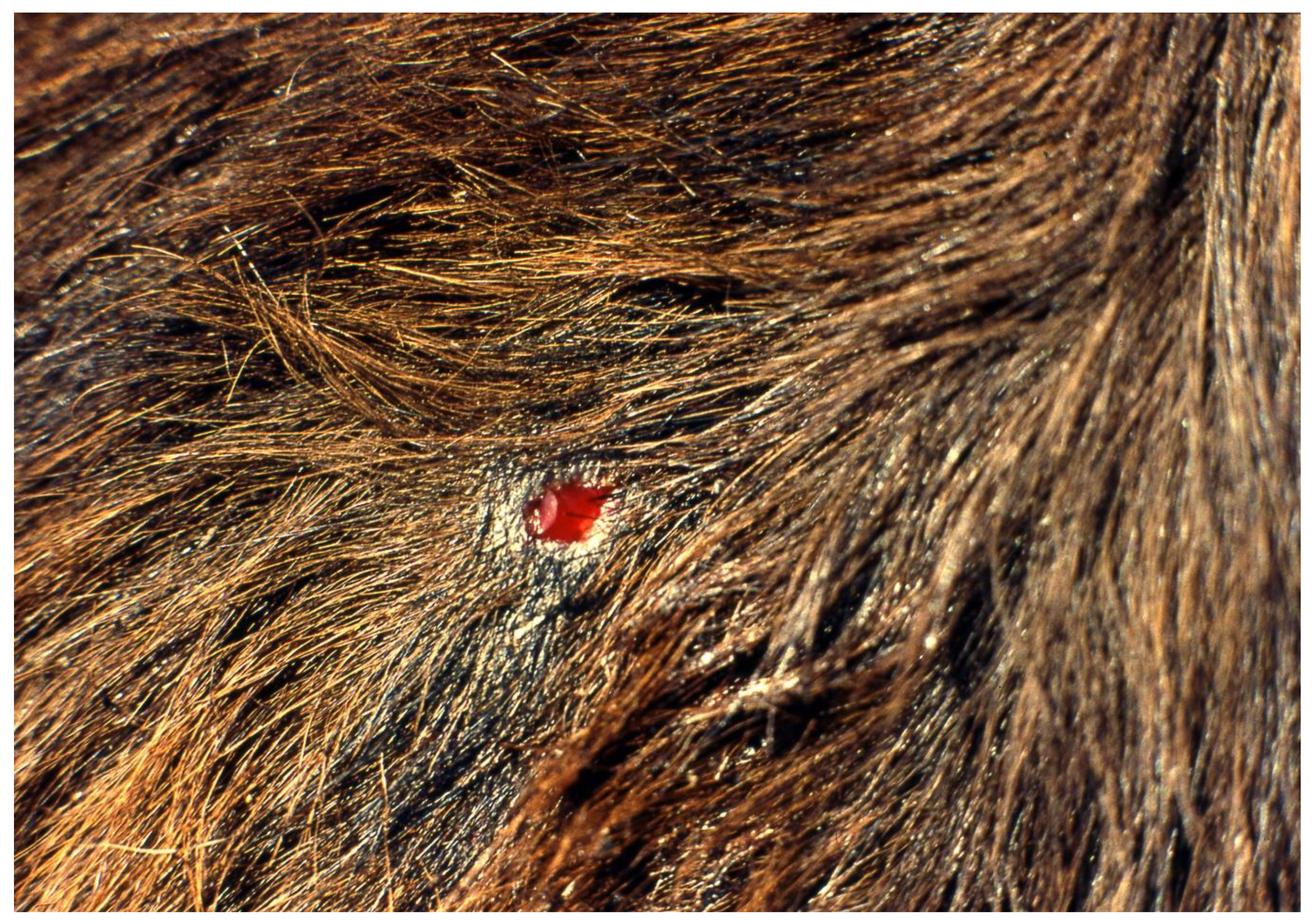 Viruses 13 00515 g001