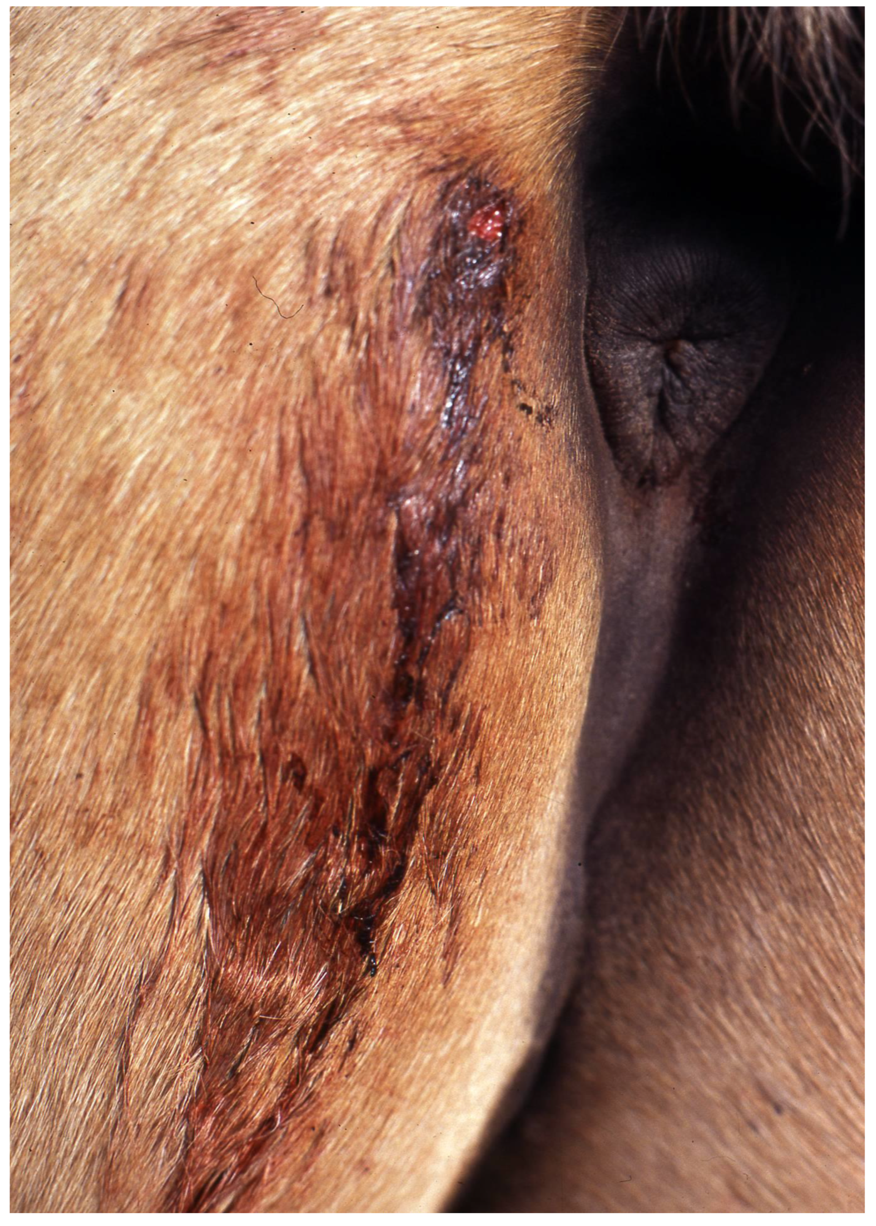 Viruses 13 00515 g003