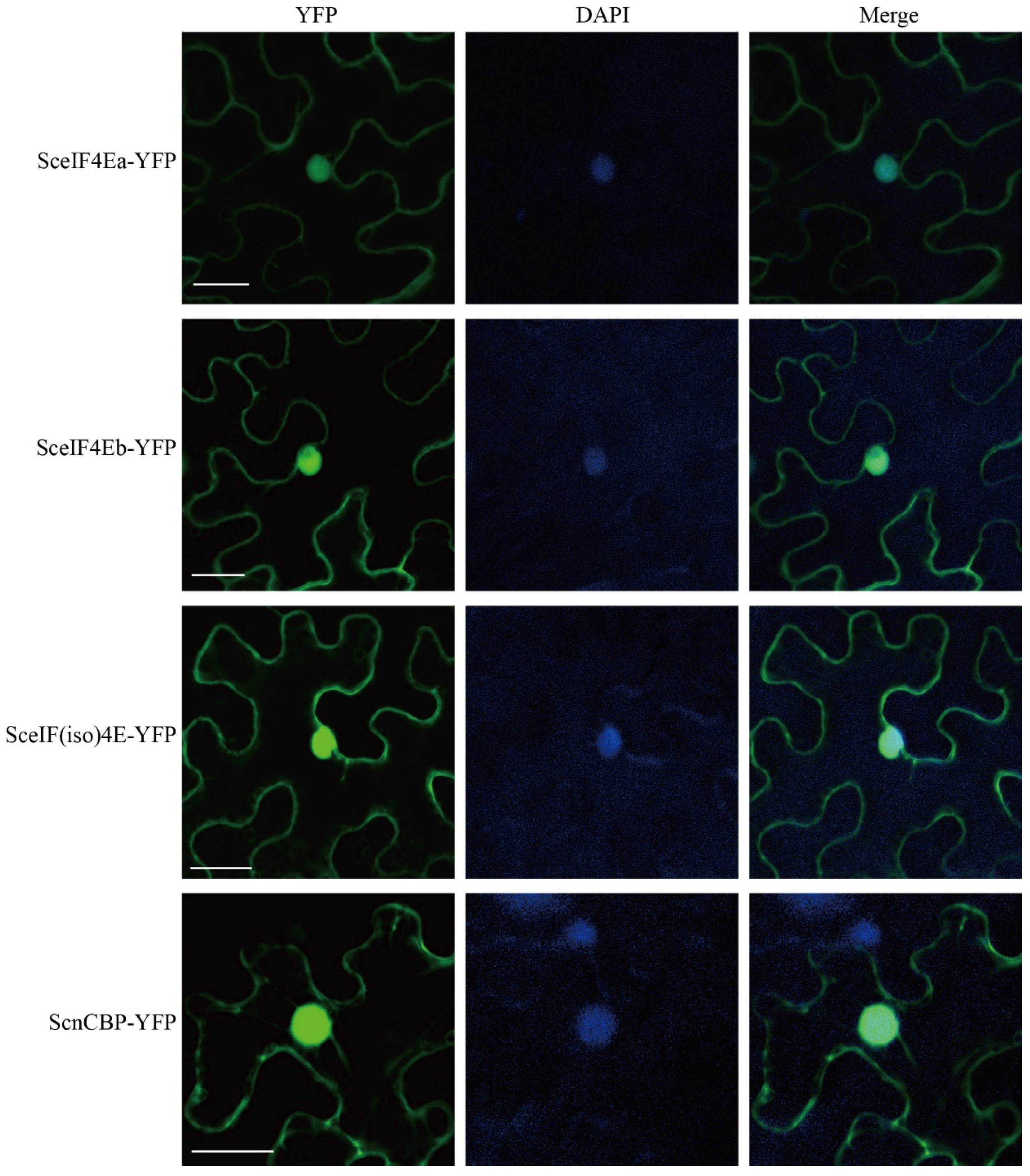 Viruses 13 00518 g004