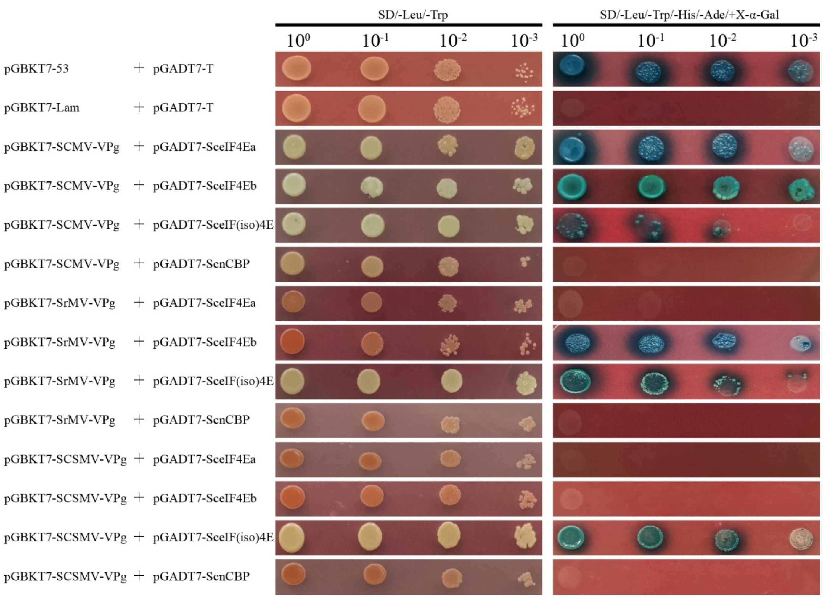 Viruses 13 00518 g005