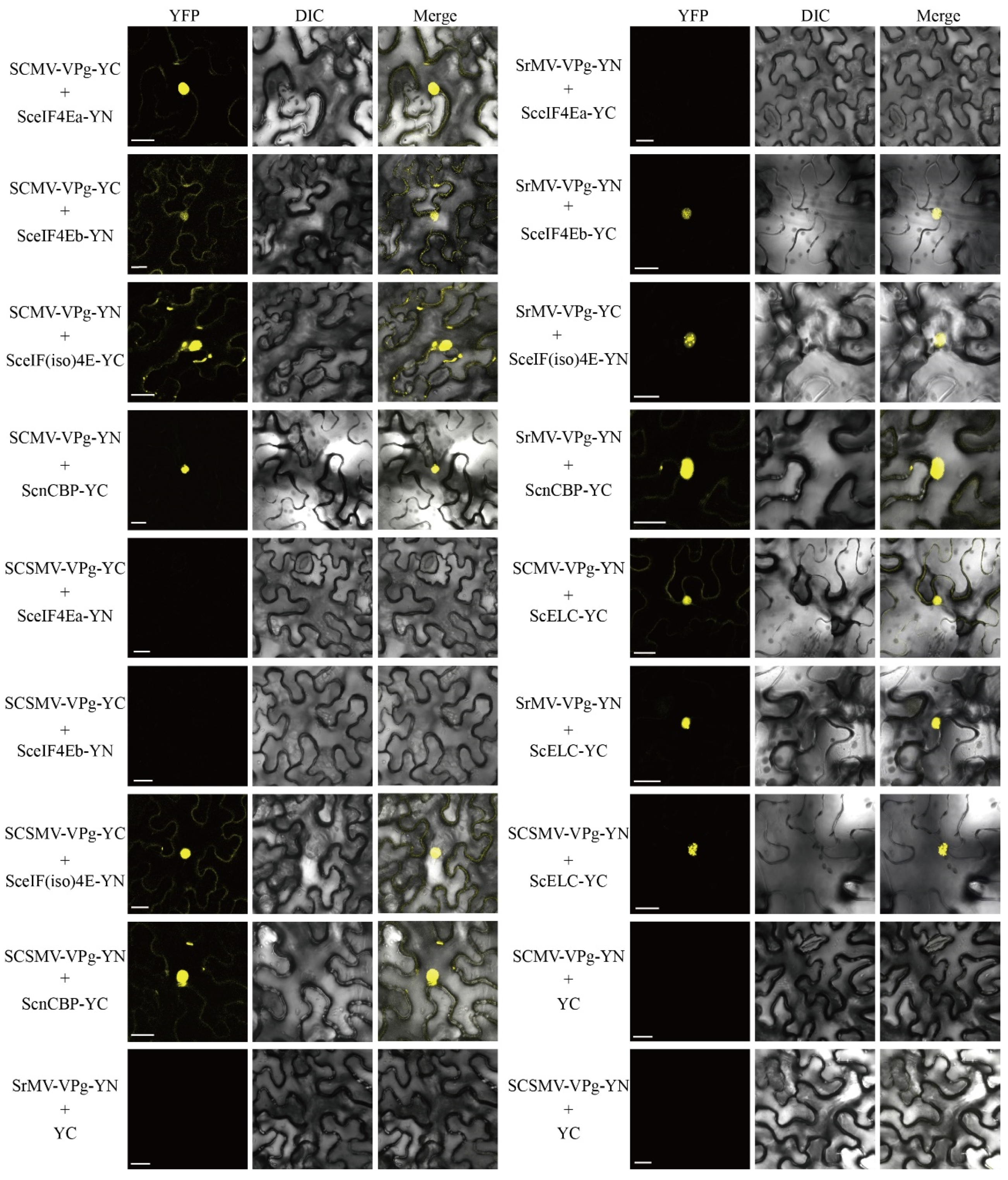 Viruses 13 00518 g006
