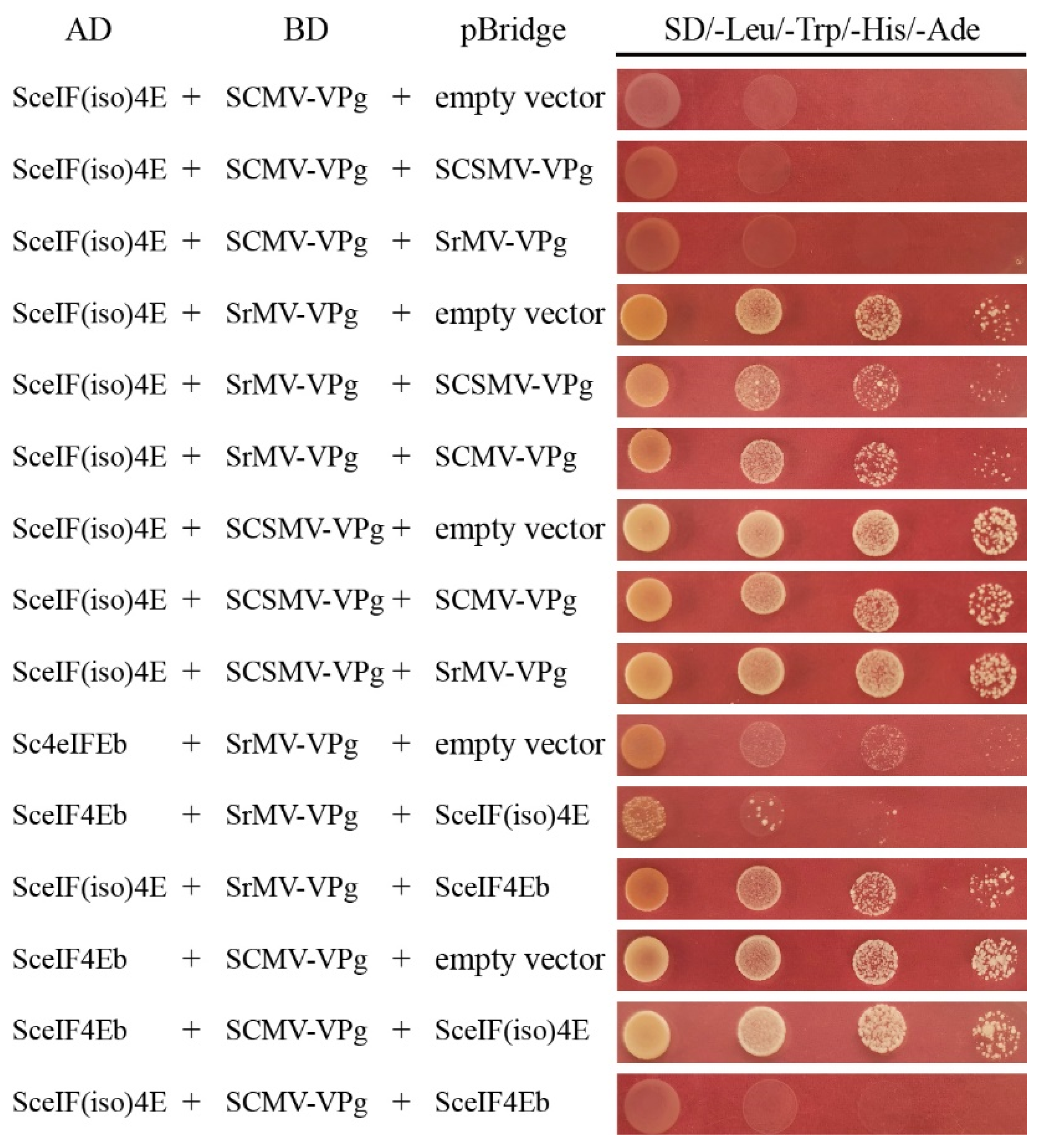 Viruses 13 00518 g007