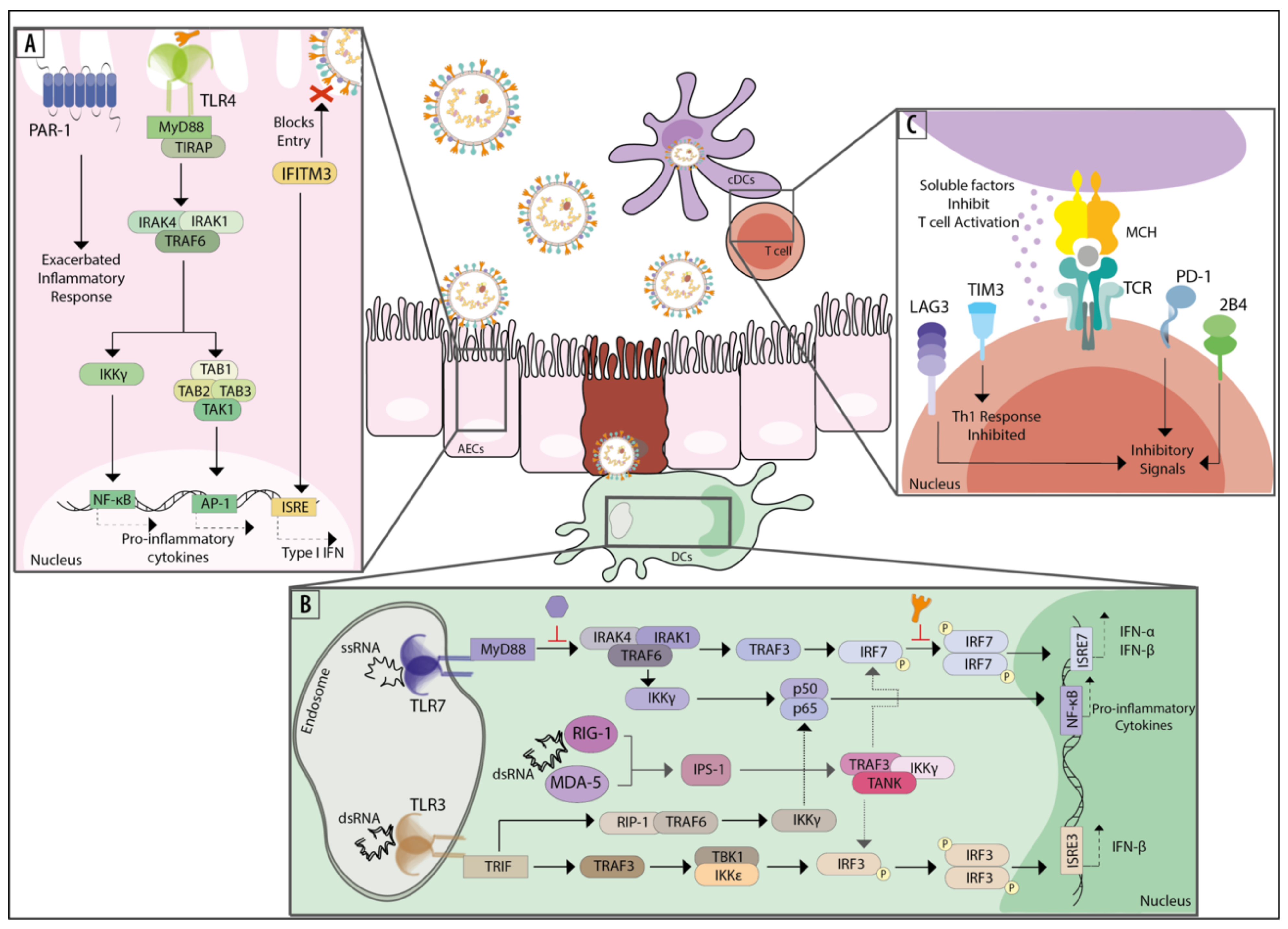Viruses 13 00519 g002