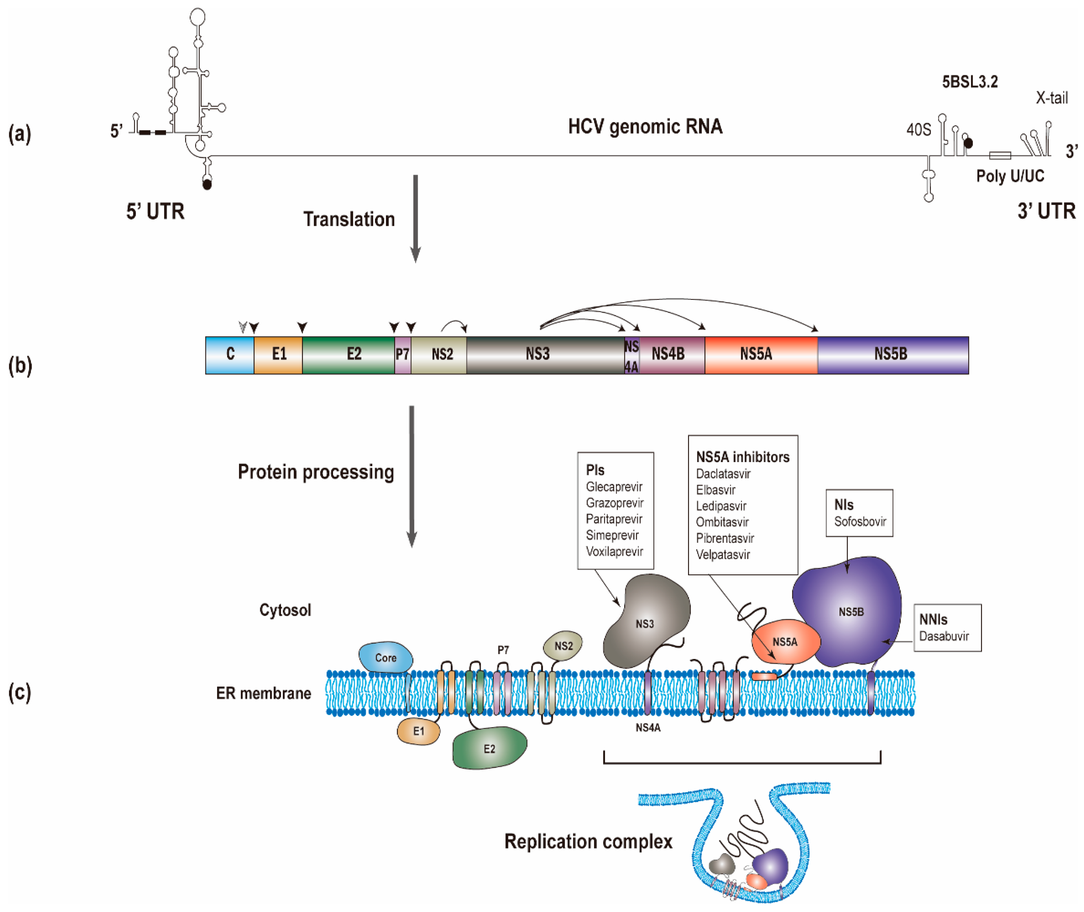 Viruses 13 00520 g001 Viruses 13 00520 g001