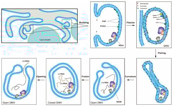 Viruses 13 00520 g002