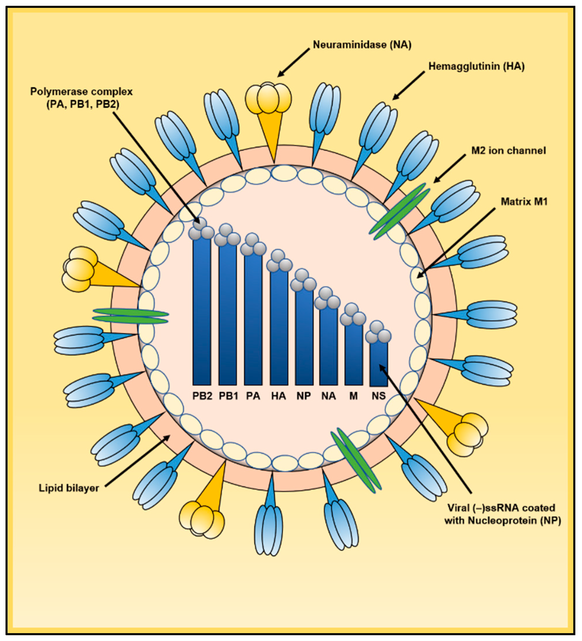 Viruses 13 00522 g001