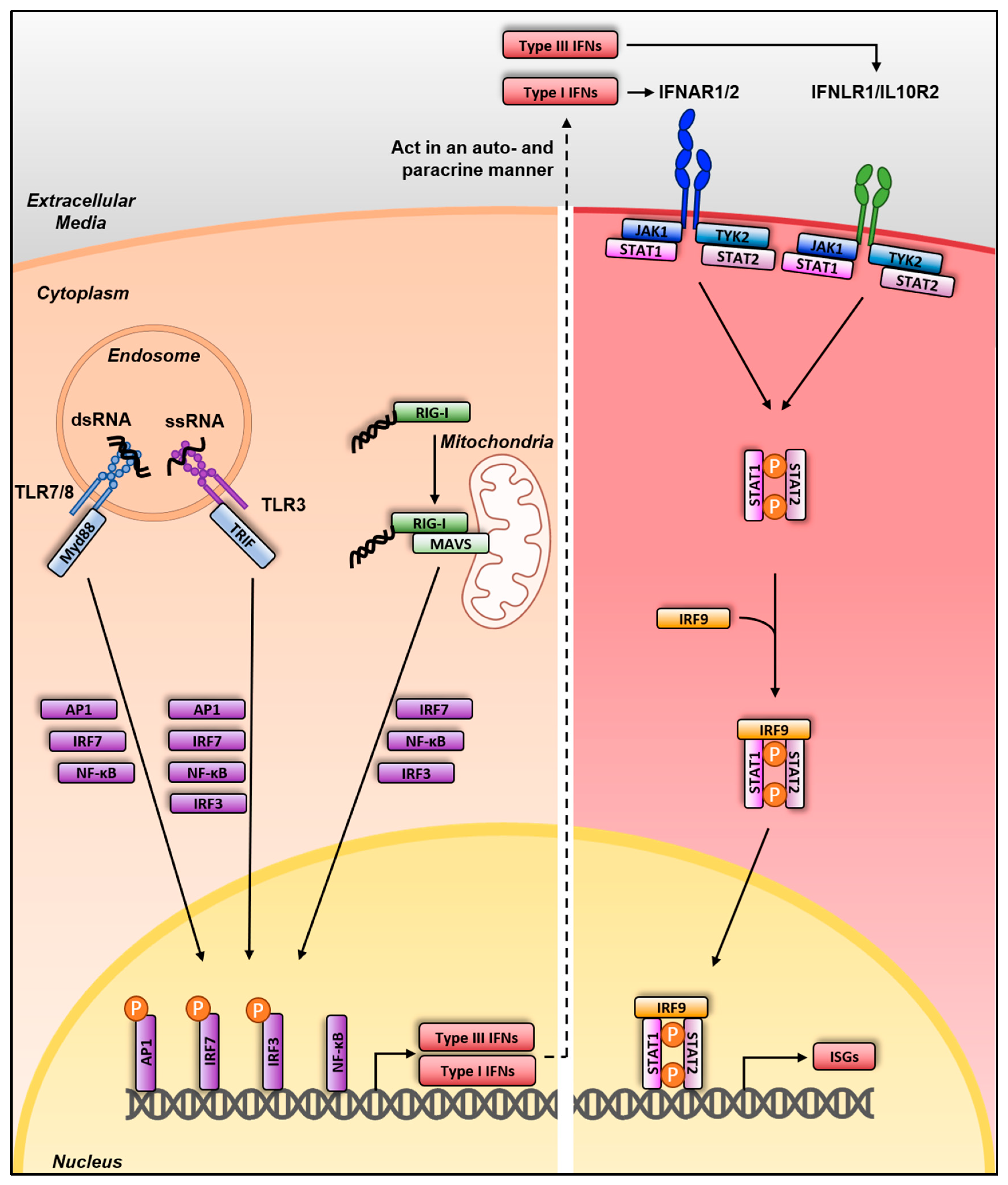 Viruses 13 00522 g002