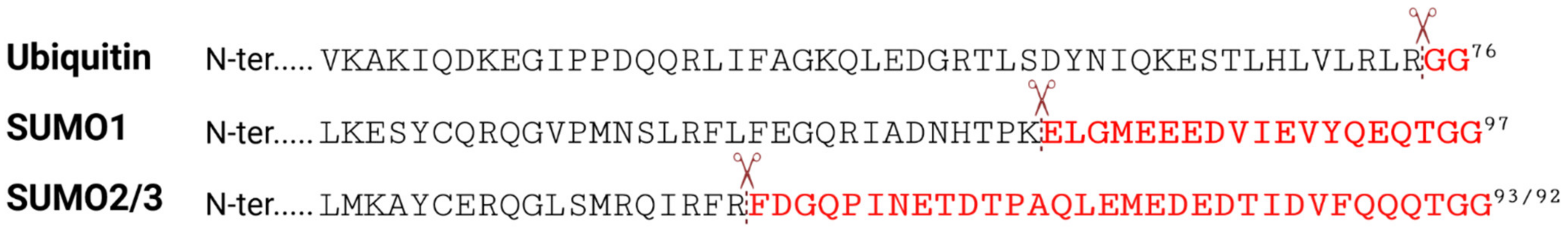 Viruses 13 00528 g002