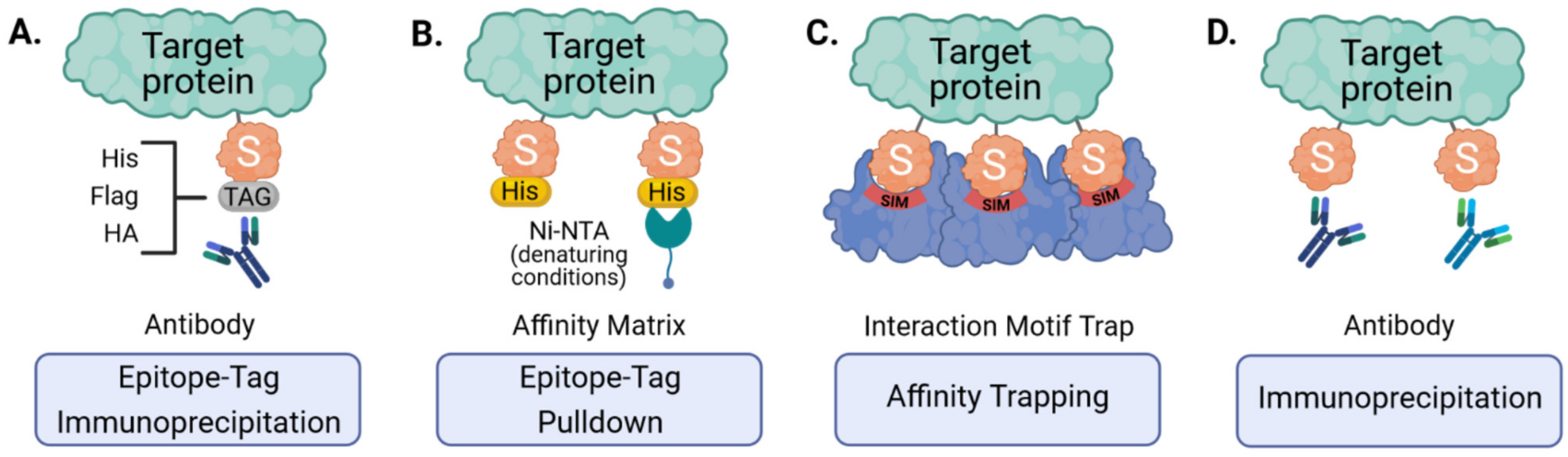 Viruses 13 00528 g003