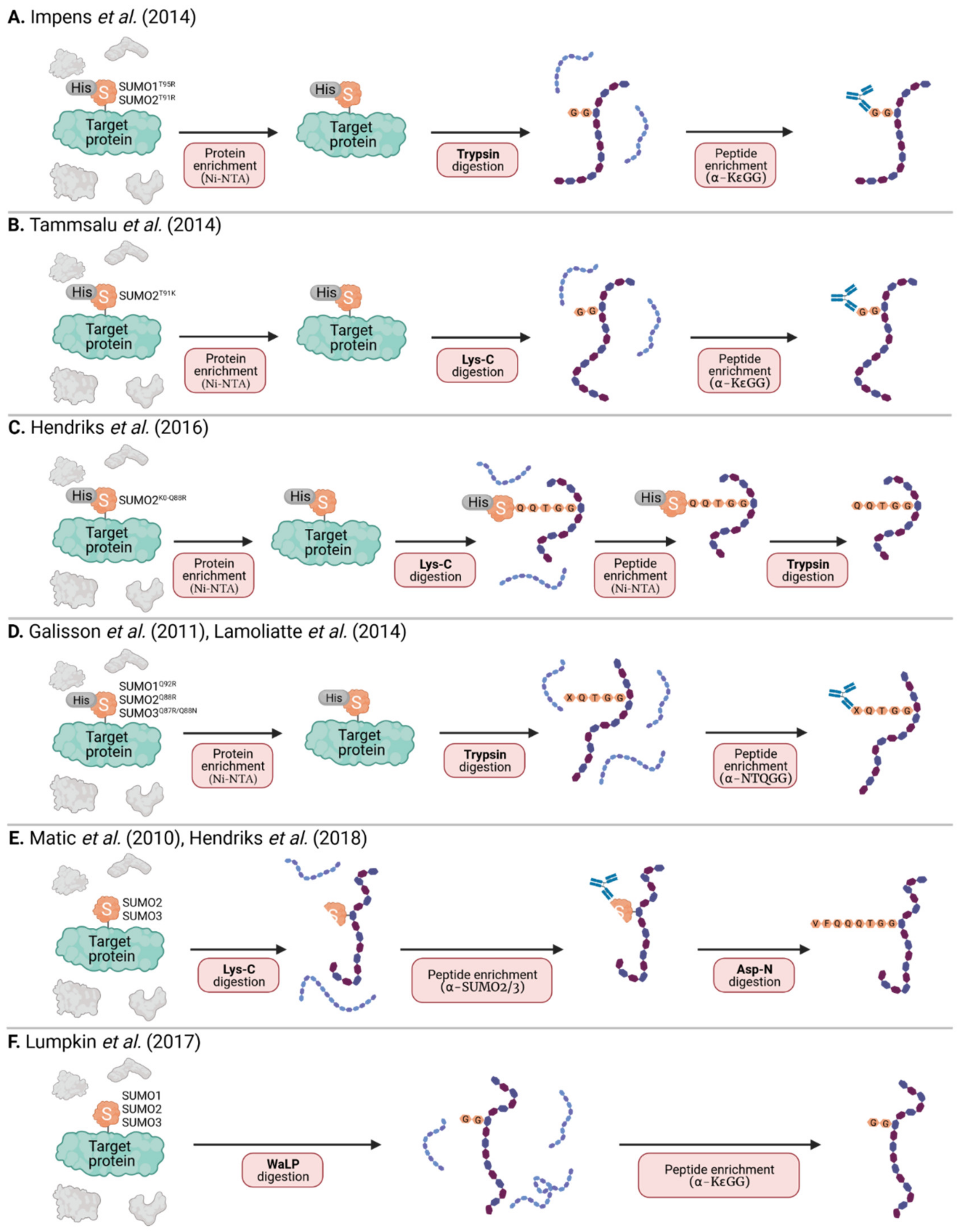 Viruses 13 00528 g004