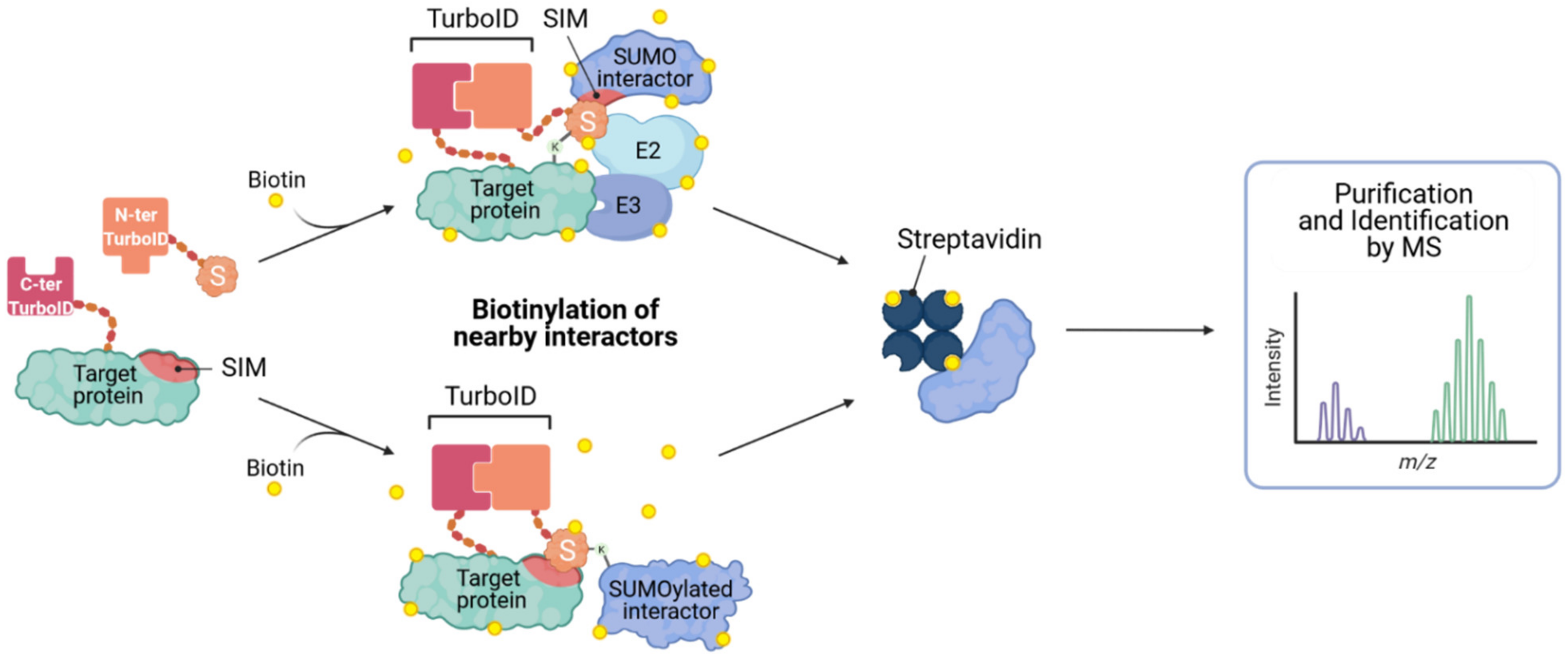 Viruses 13 00528 g005
