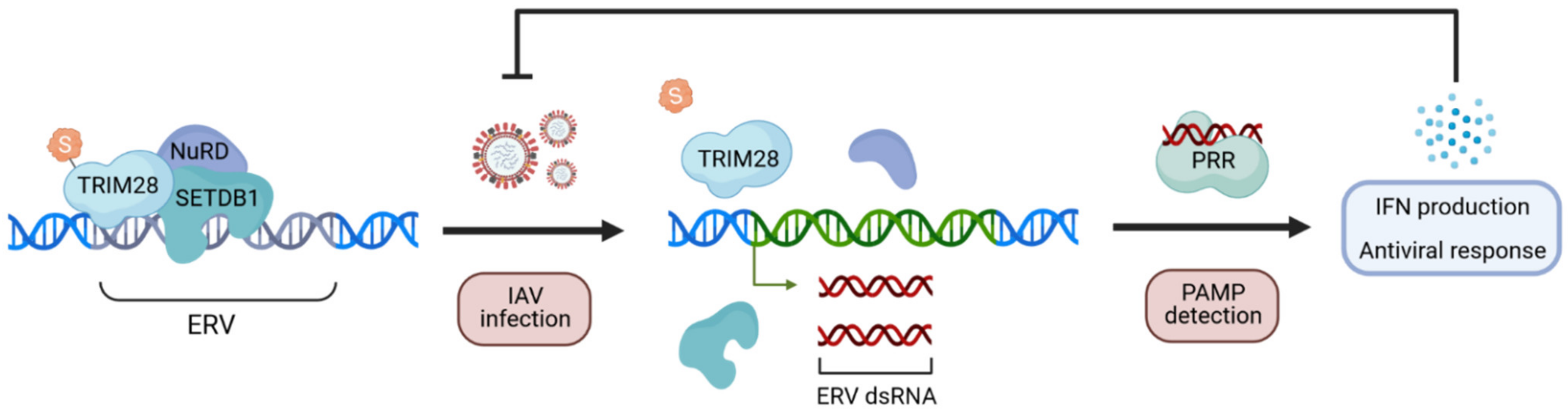 Viruses 13 00528 g006