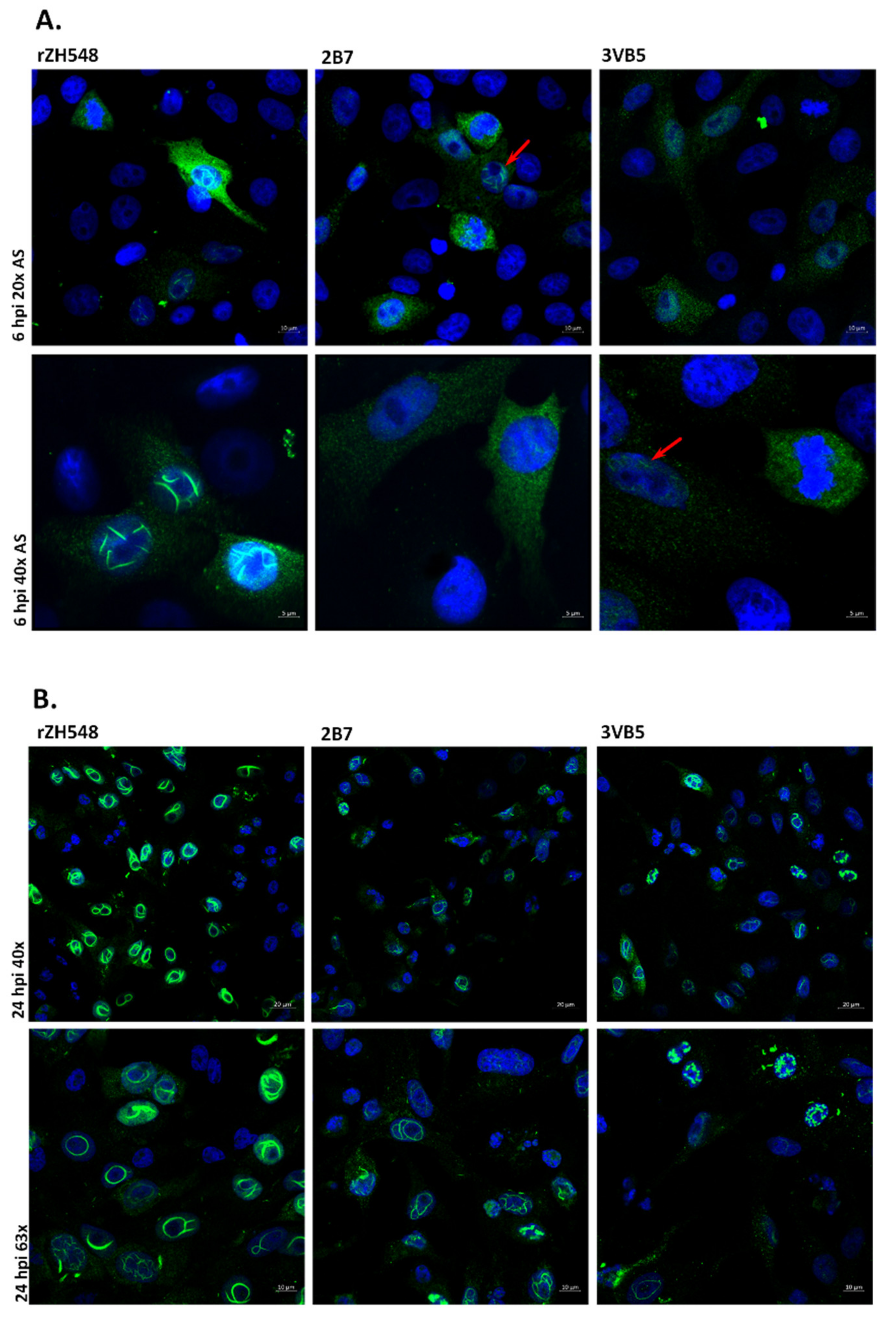Viruses 13 00542 g003