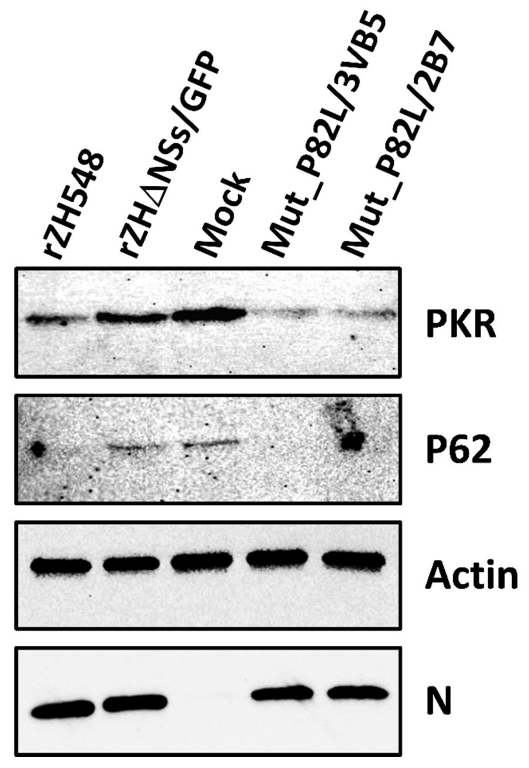 Viruses 13 00542 g005