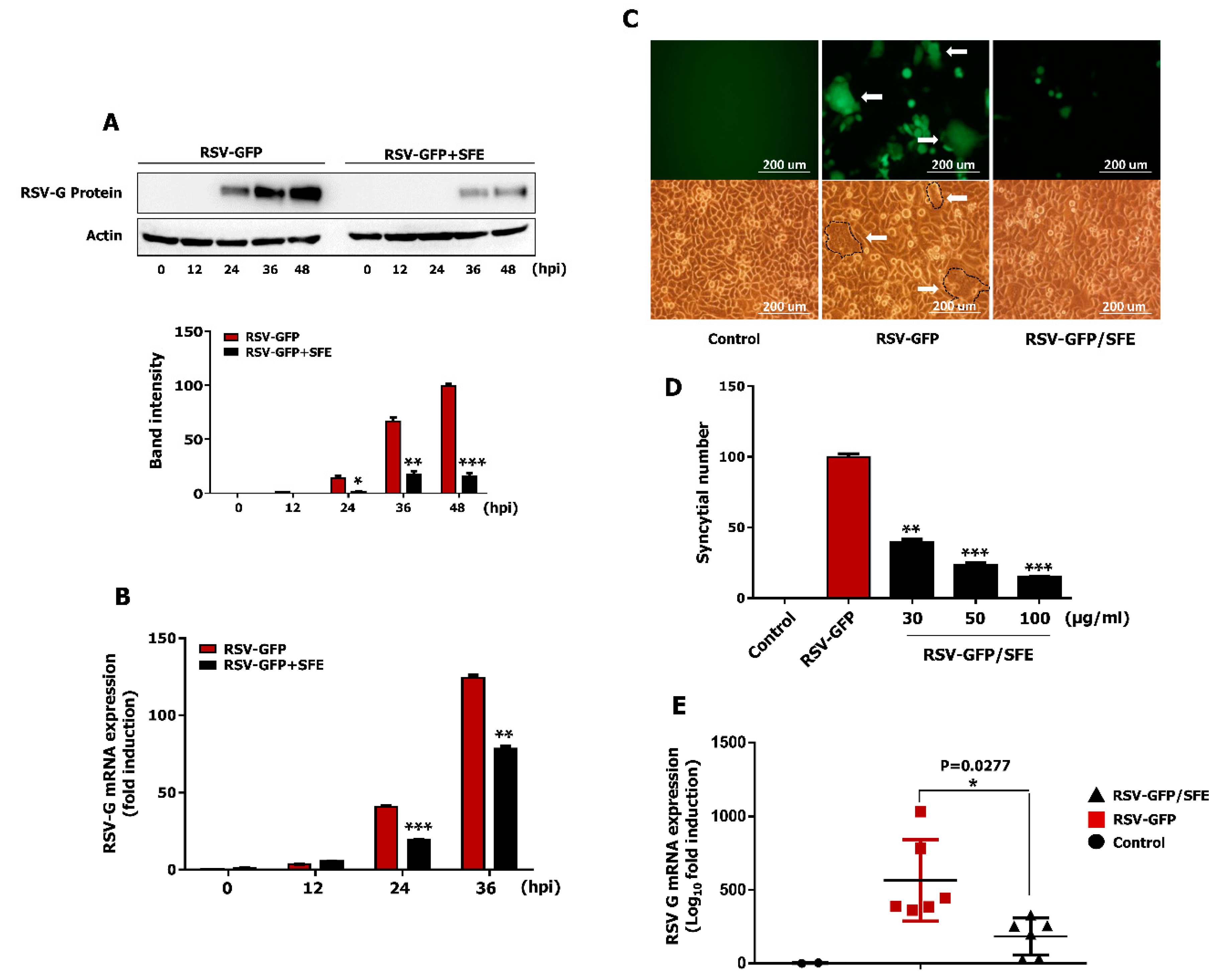 Viruses 13 00548 g003