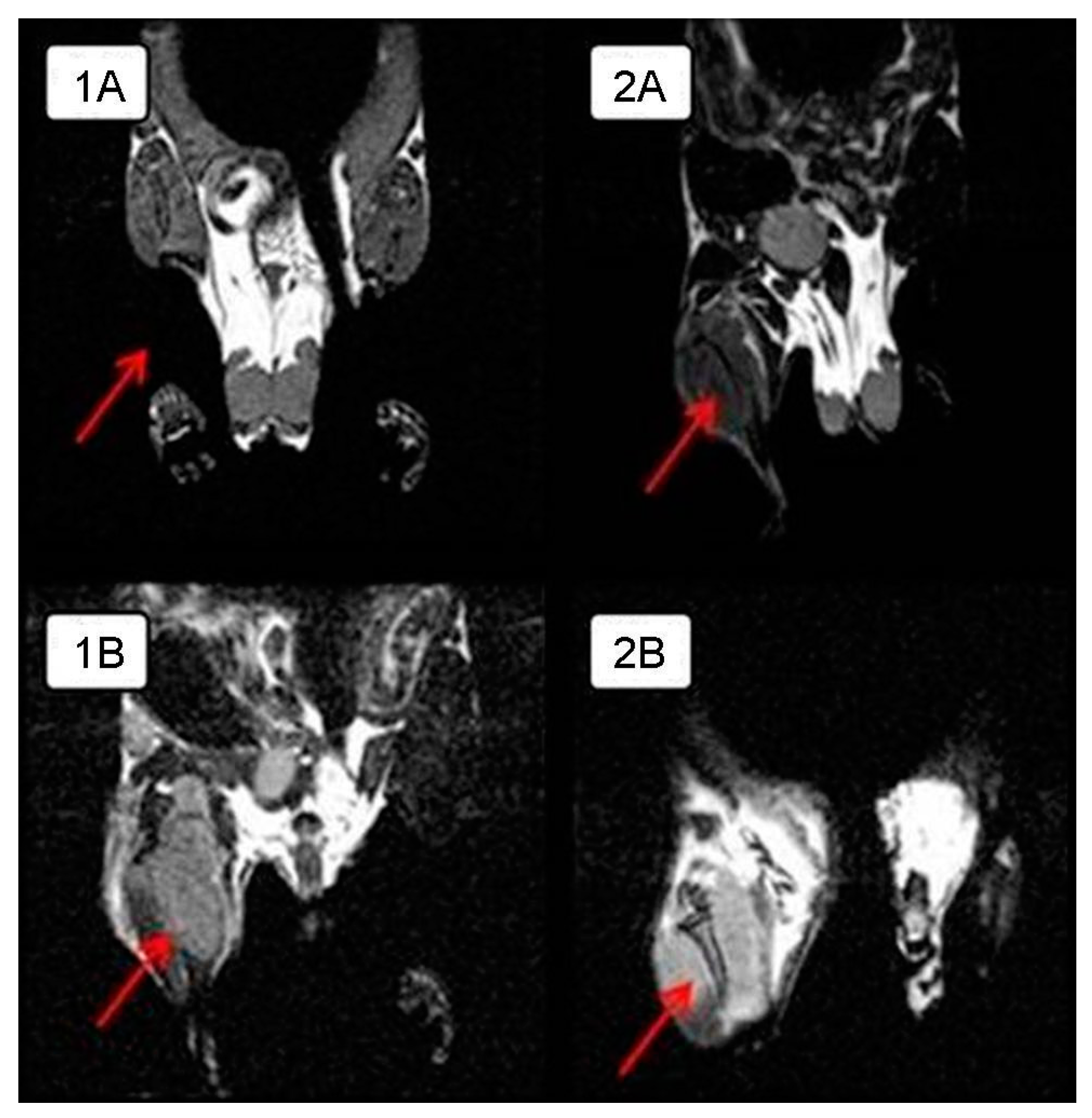 Viruses 13 00552 g002 Viruses 13 00552 g002