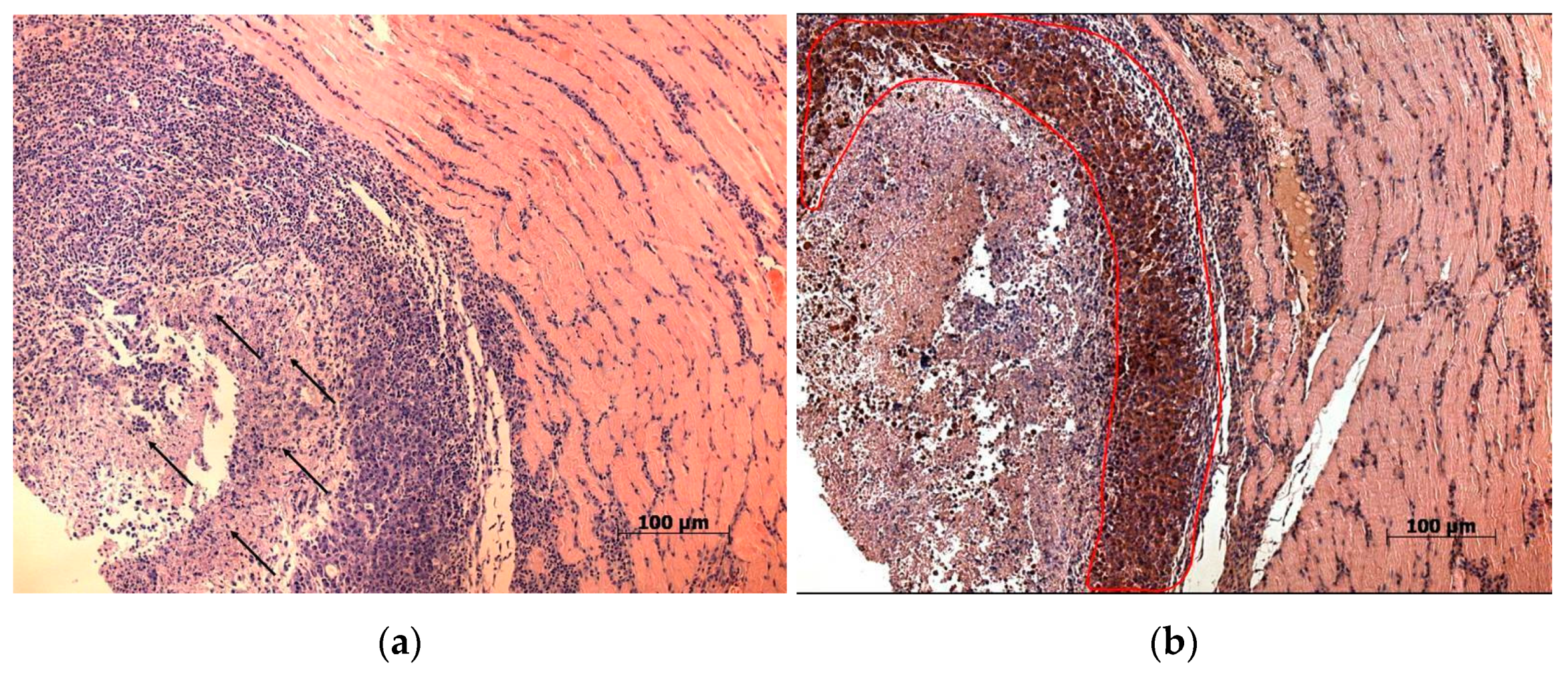 Viruses 13 00552 g004 Viruses 13 00552 g004