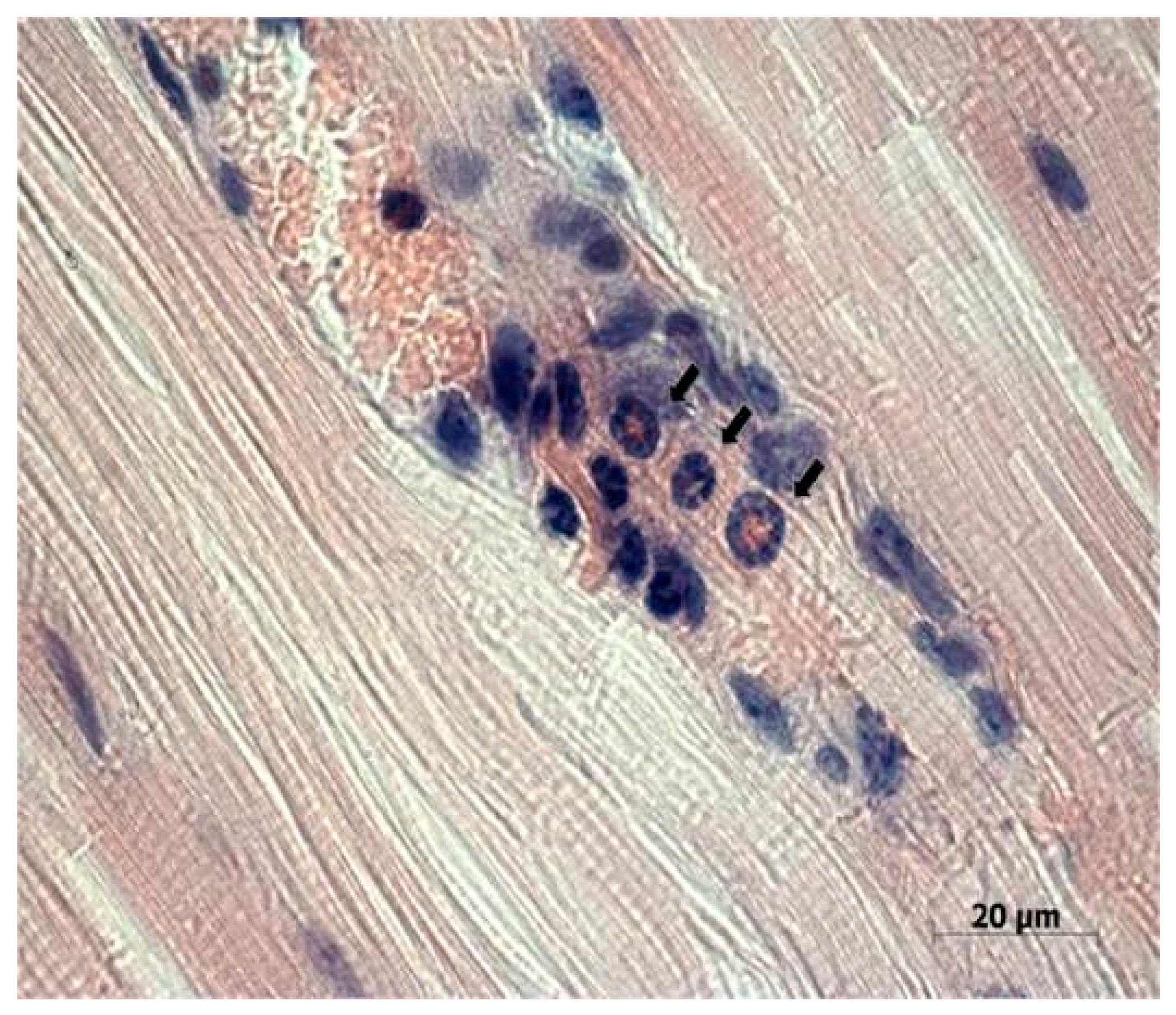 Viruses 13 00552 g005 Viruses 13 00552 g005