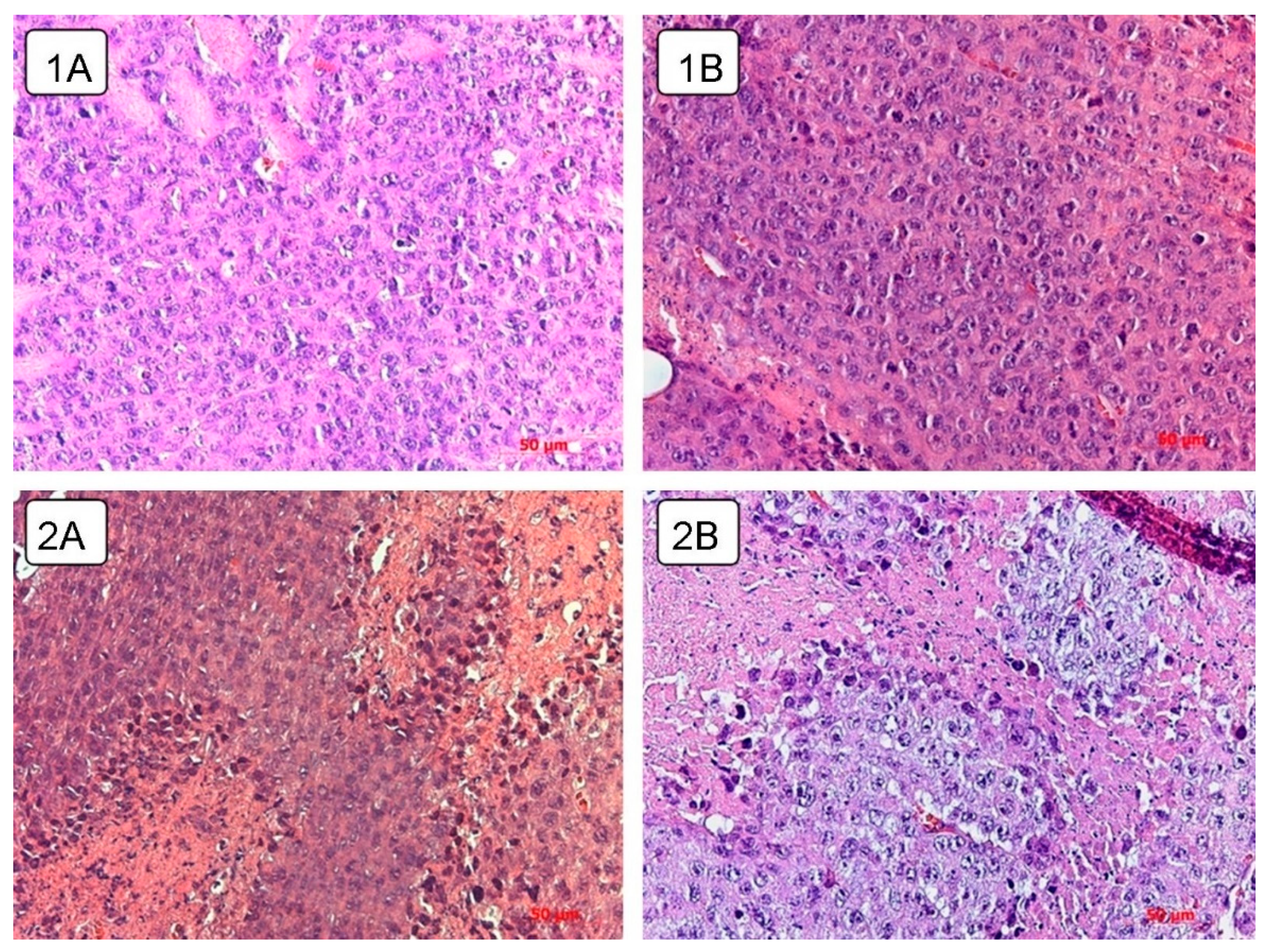 Viruses 13 00552 g007 Viruses 13 00552 g007