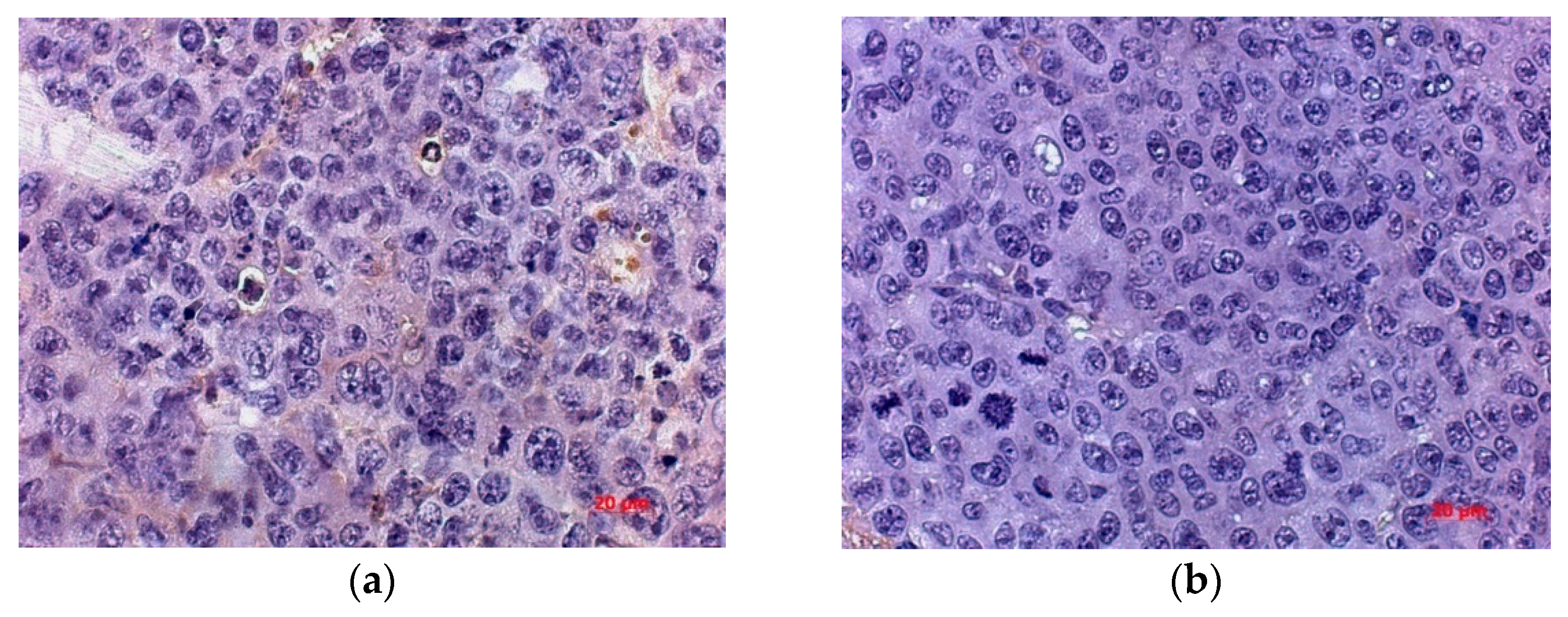 Viruses 13 00552 g008 Viruses 13 00552 g008