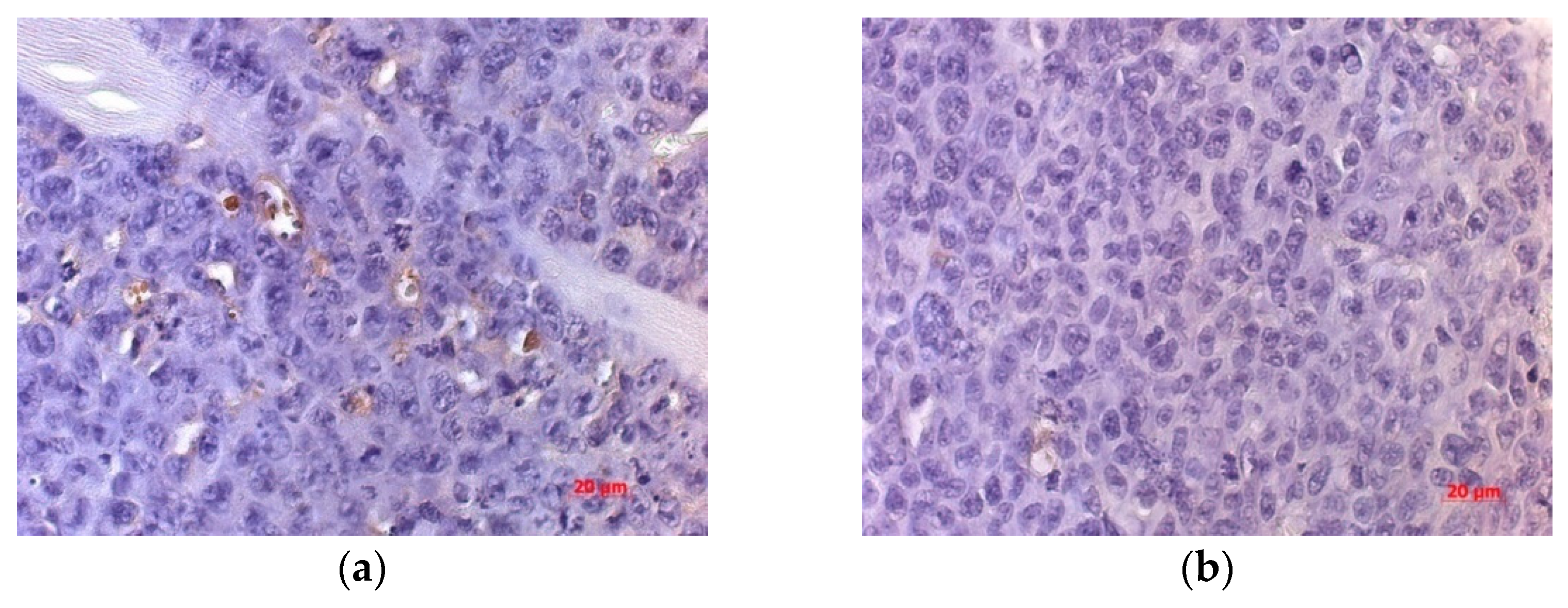 Viruses 13 00552 g009 Viruses 13 00552 g009