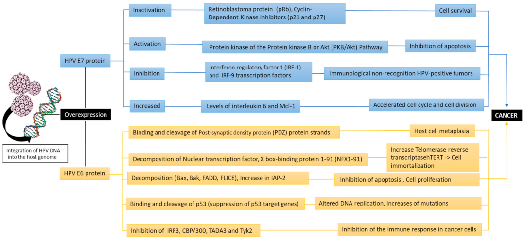 Viruses 13 00559 g003