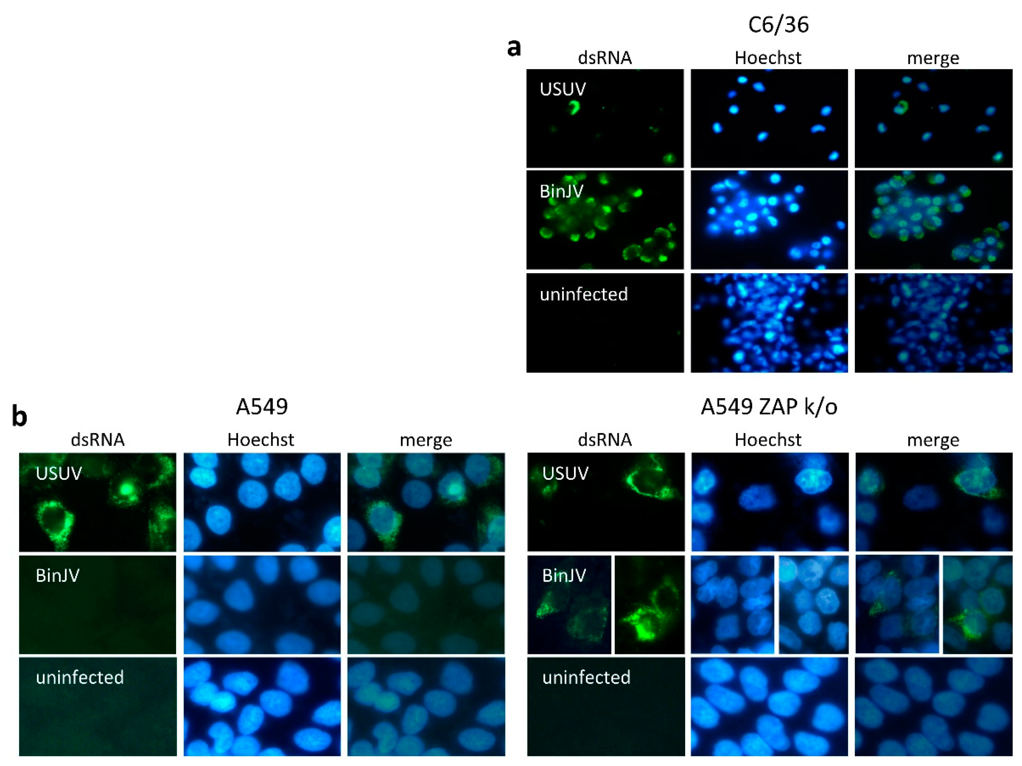 Viruses 13 00573 g003